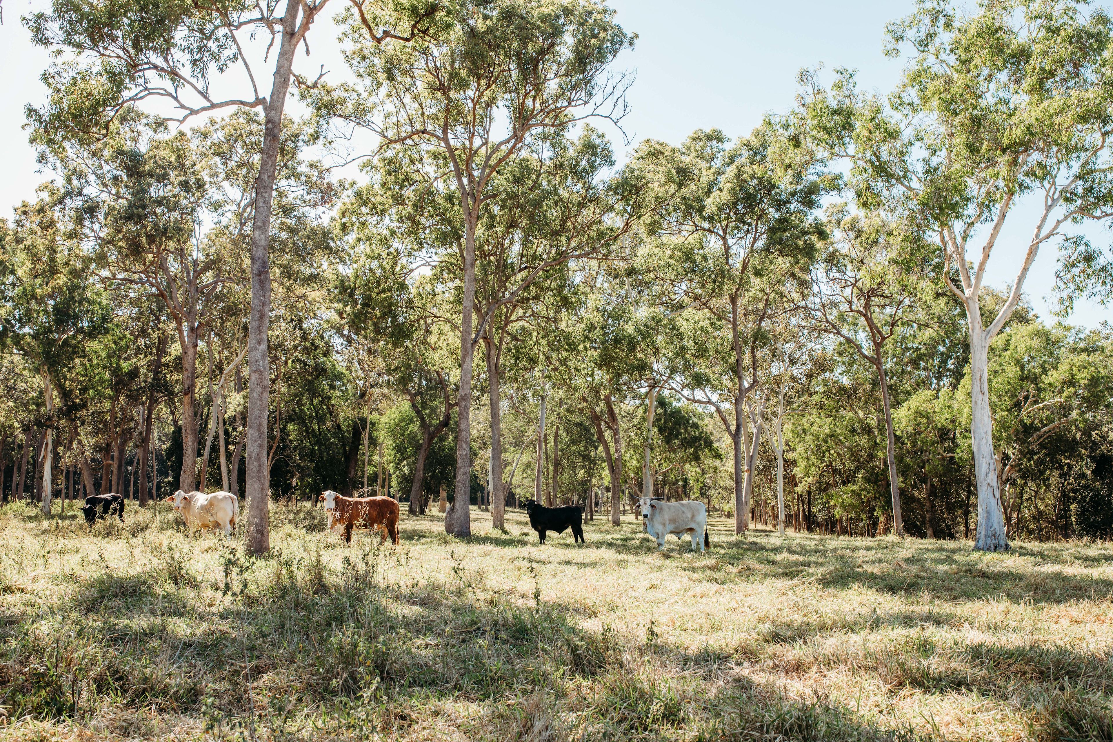 Ups n Downs, Bushland with Lagoon