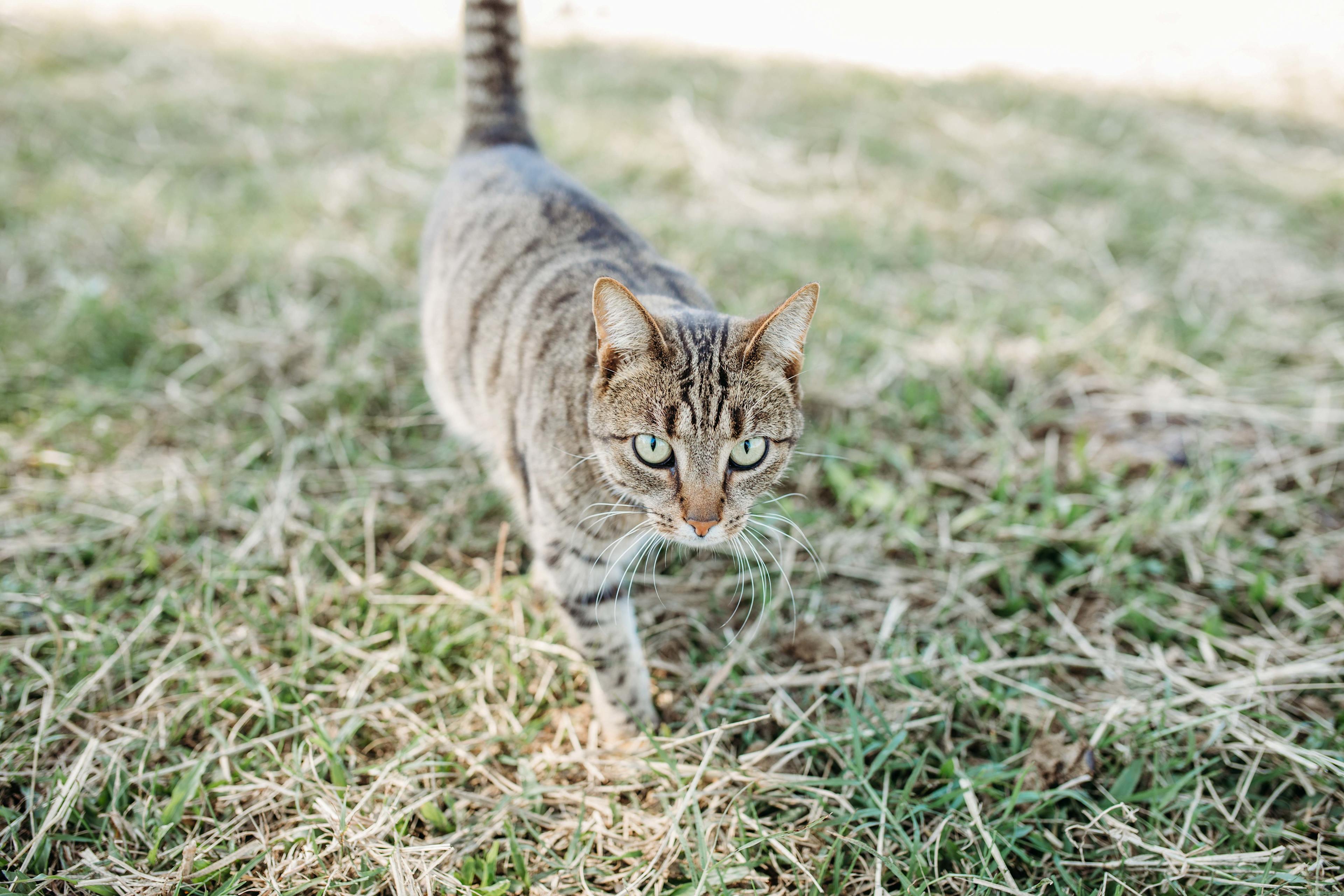 Ups n Downs, Bushland with Lagoon