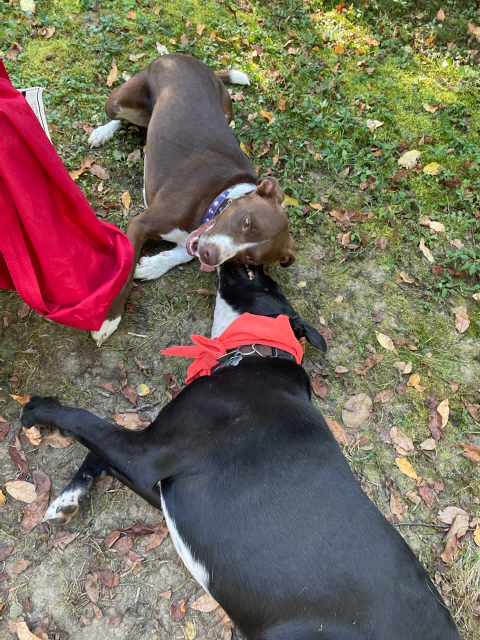 Oakley and Dino ❤️ 