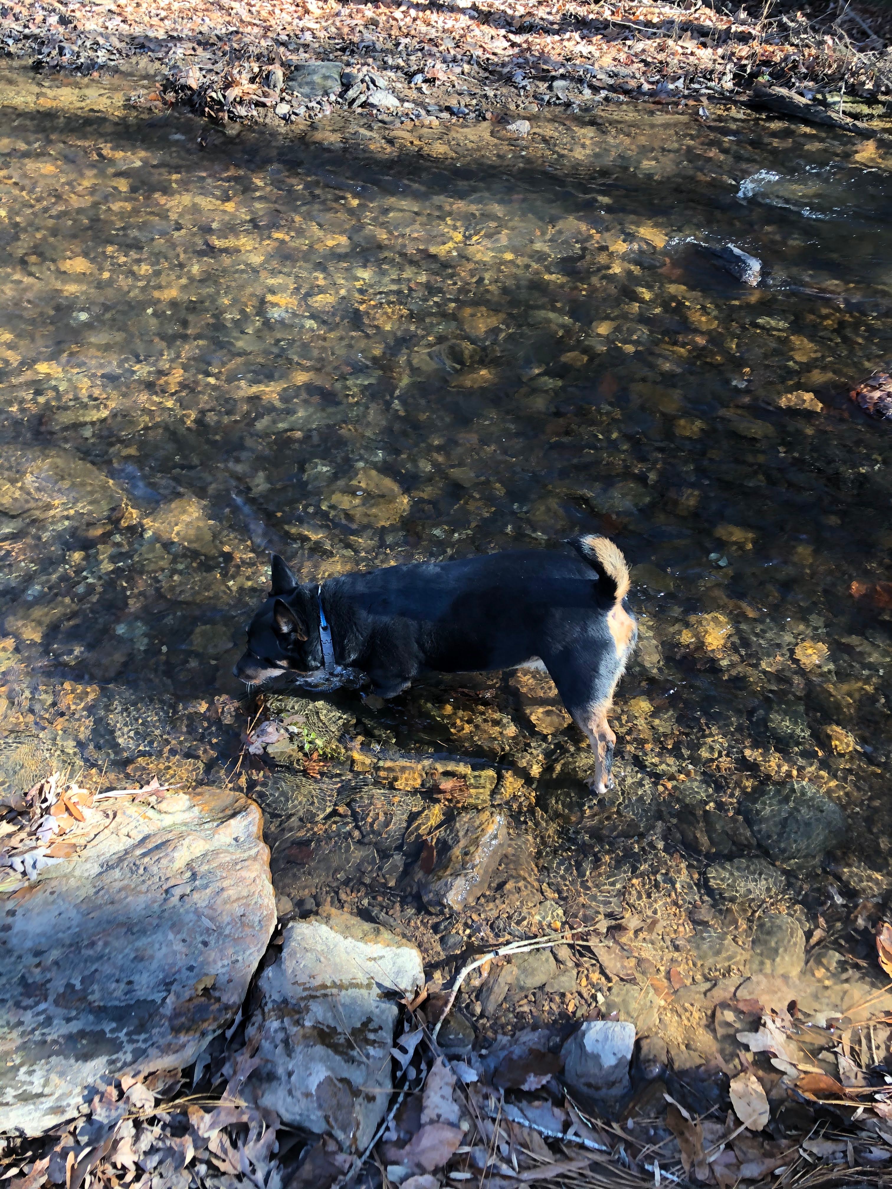 Chinnabee at the Cedars