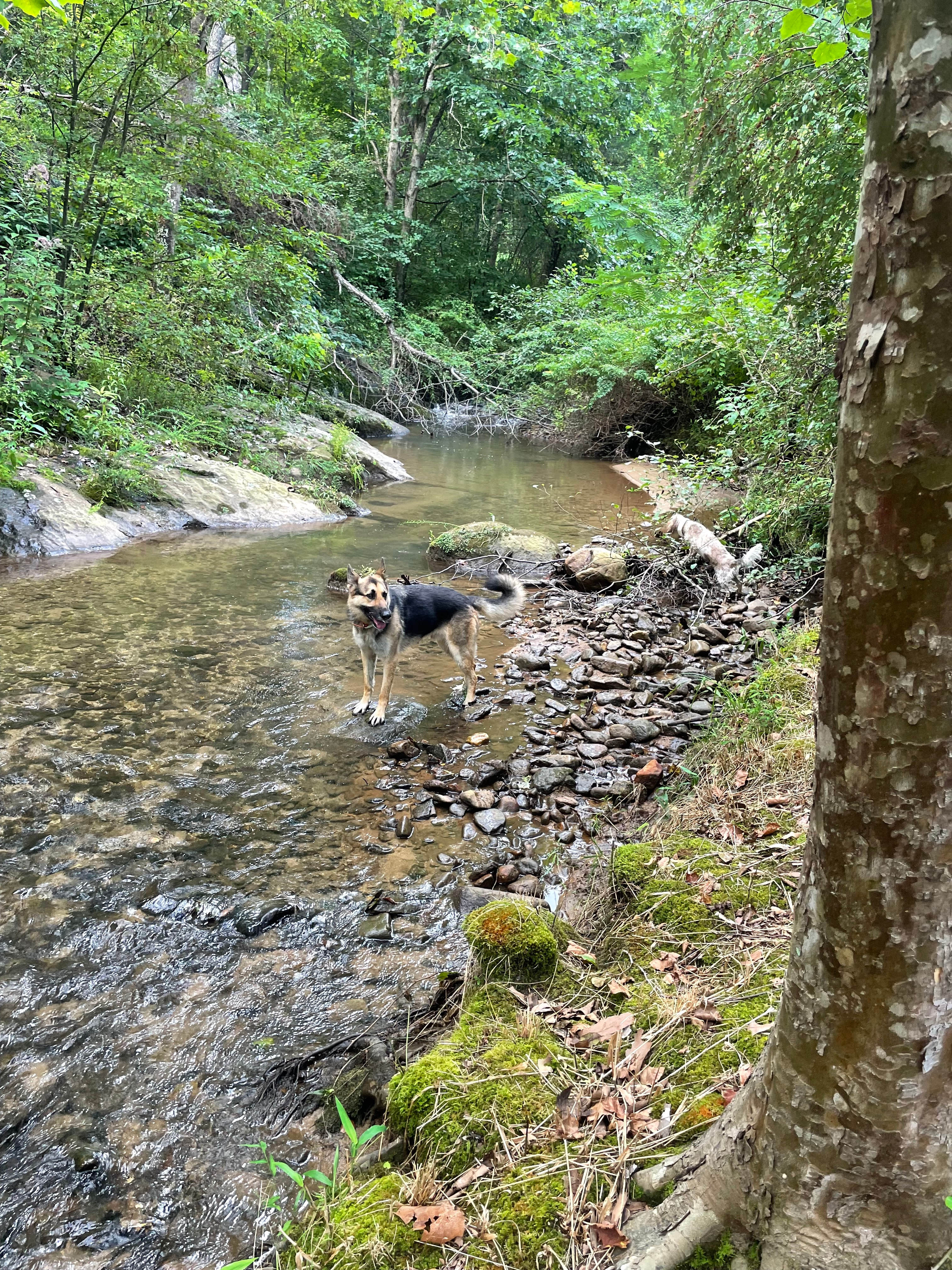 Davis Creek