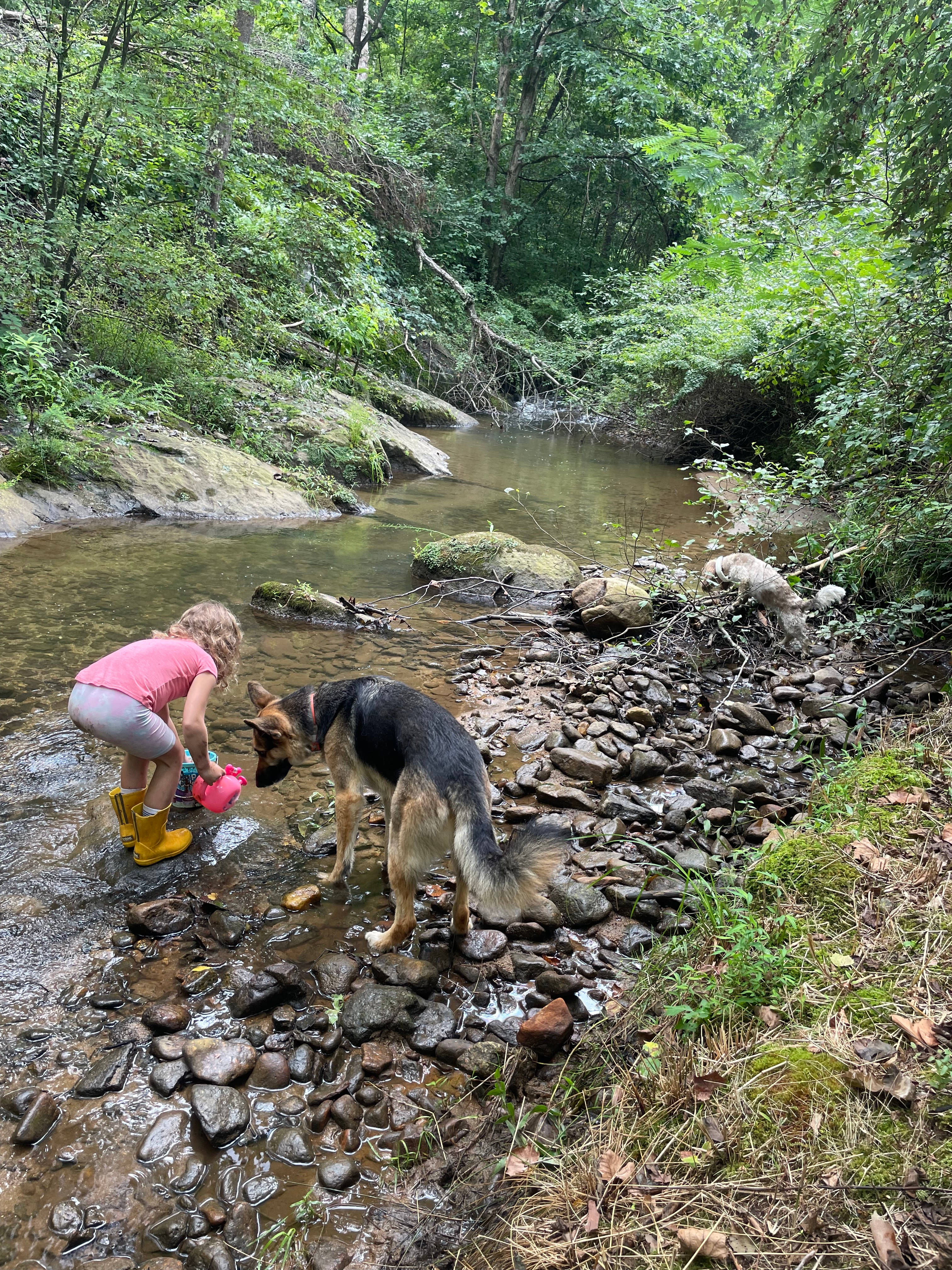Davis Creek