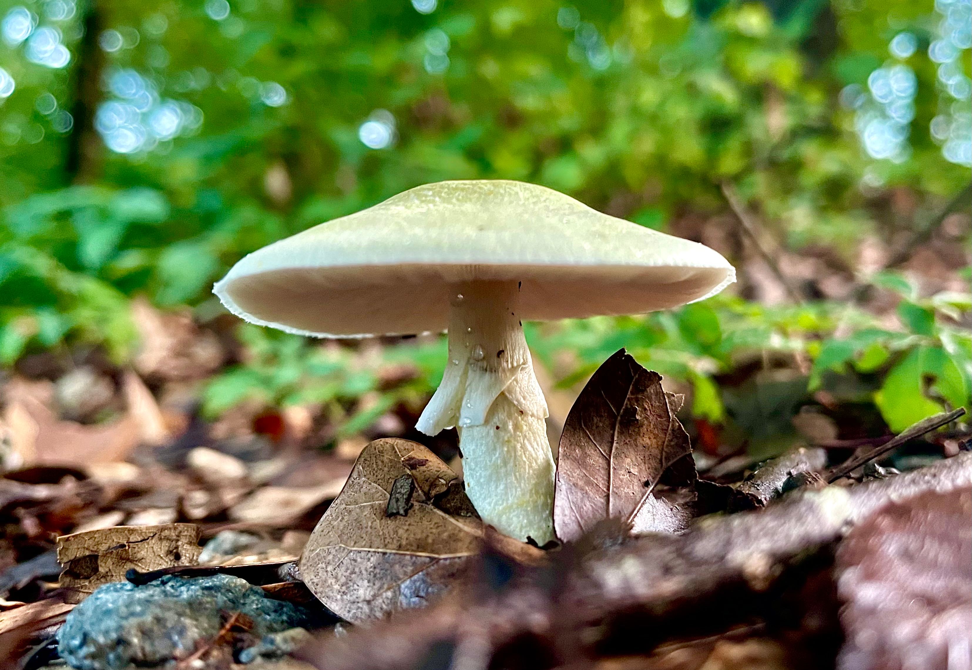Random nature 