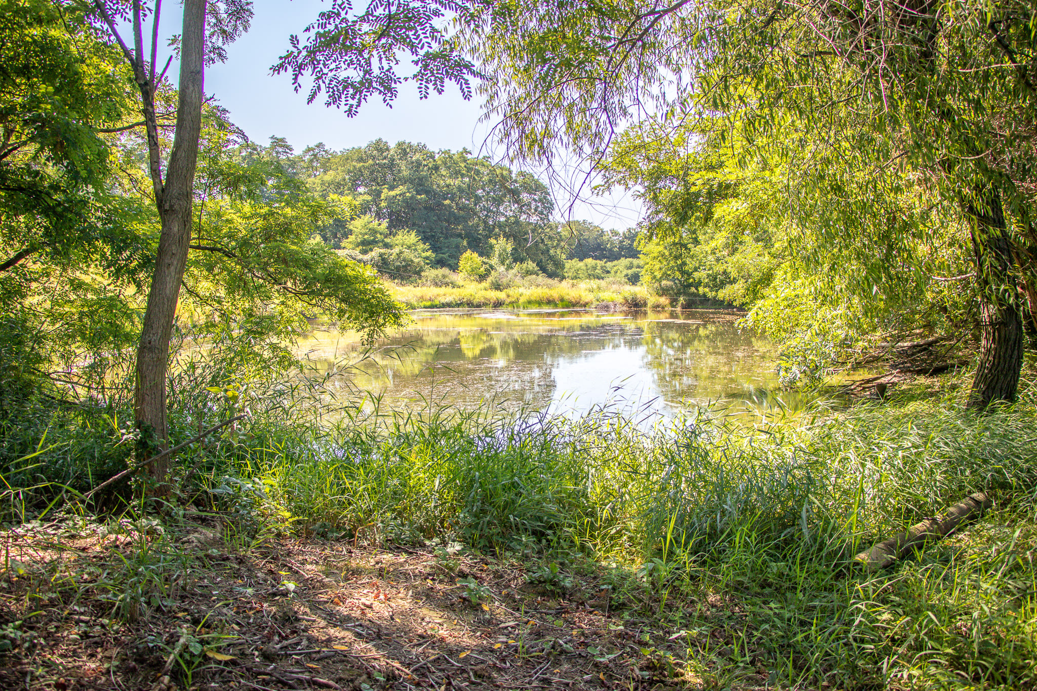 View of the pond, another area you can set up camp