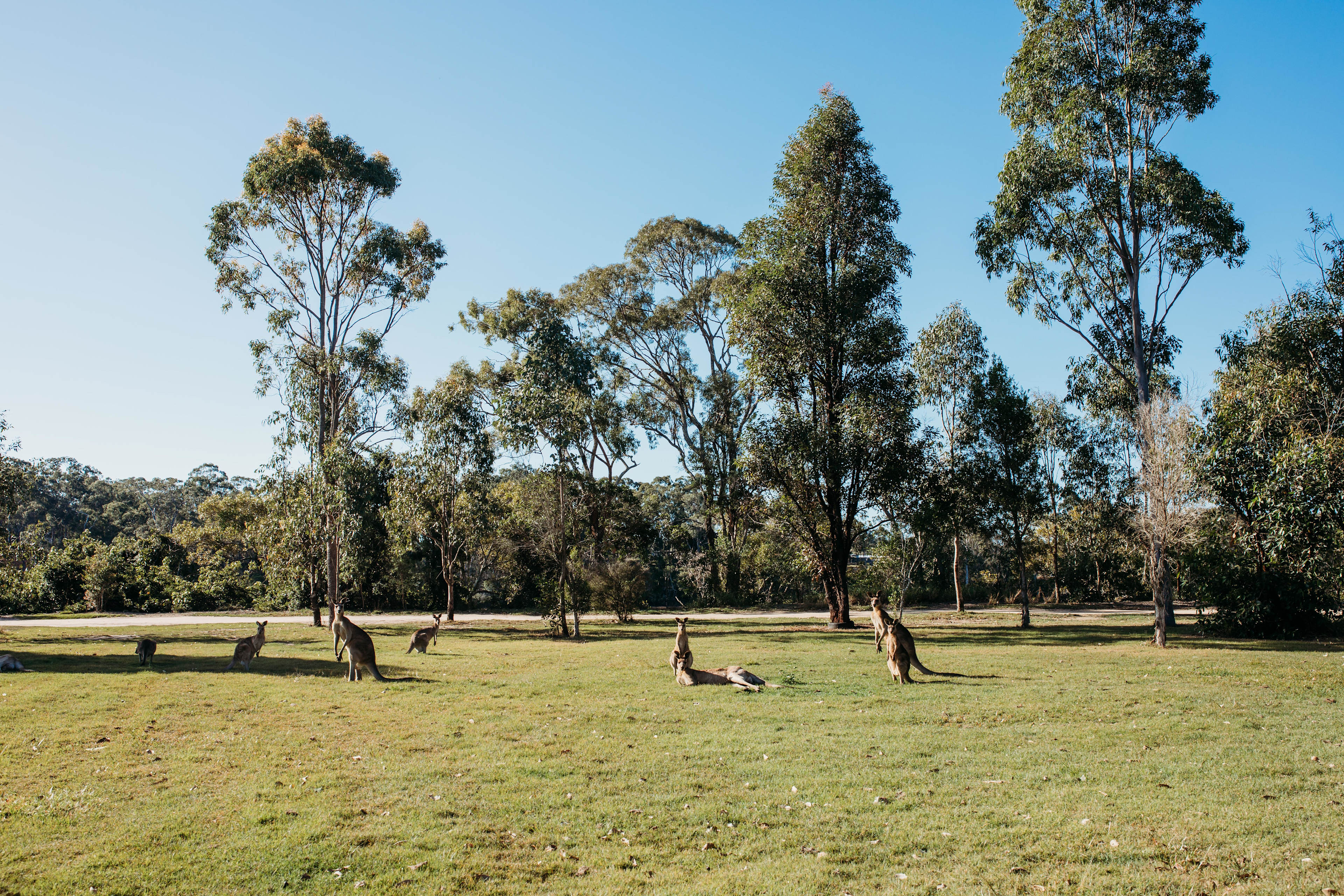 Baffle Creek Camping  Midskinrick