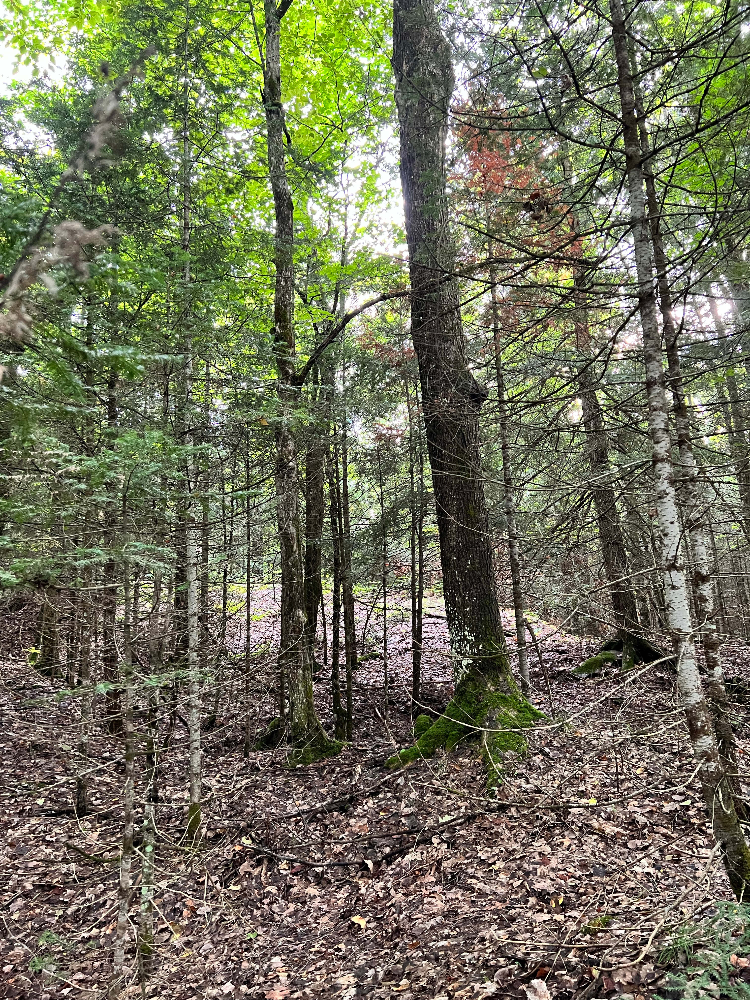 Off Grid Dark Sky River Retreat