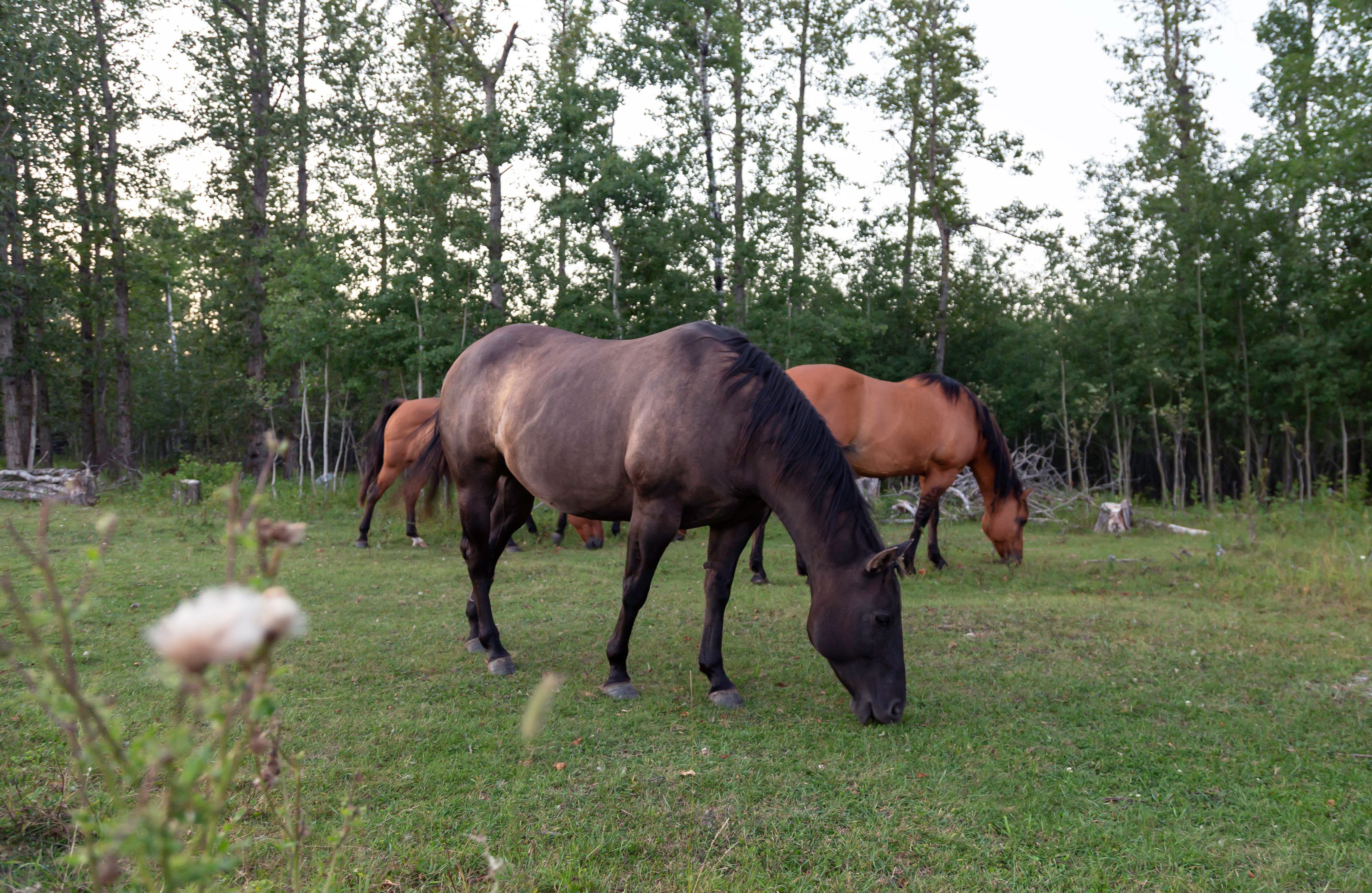 Walking amongst the horses was amazing!