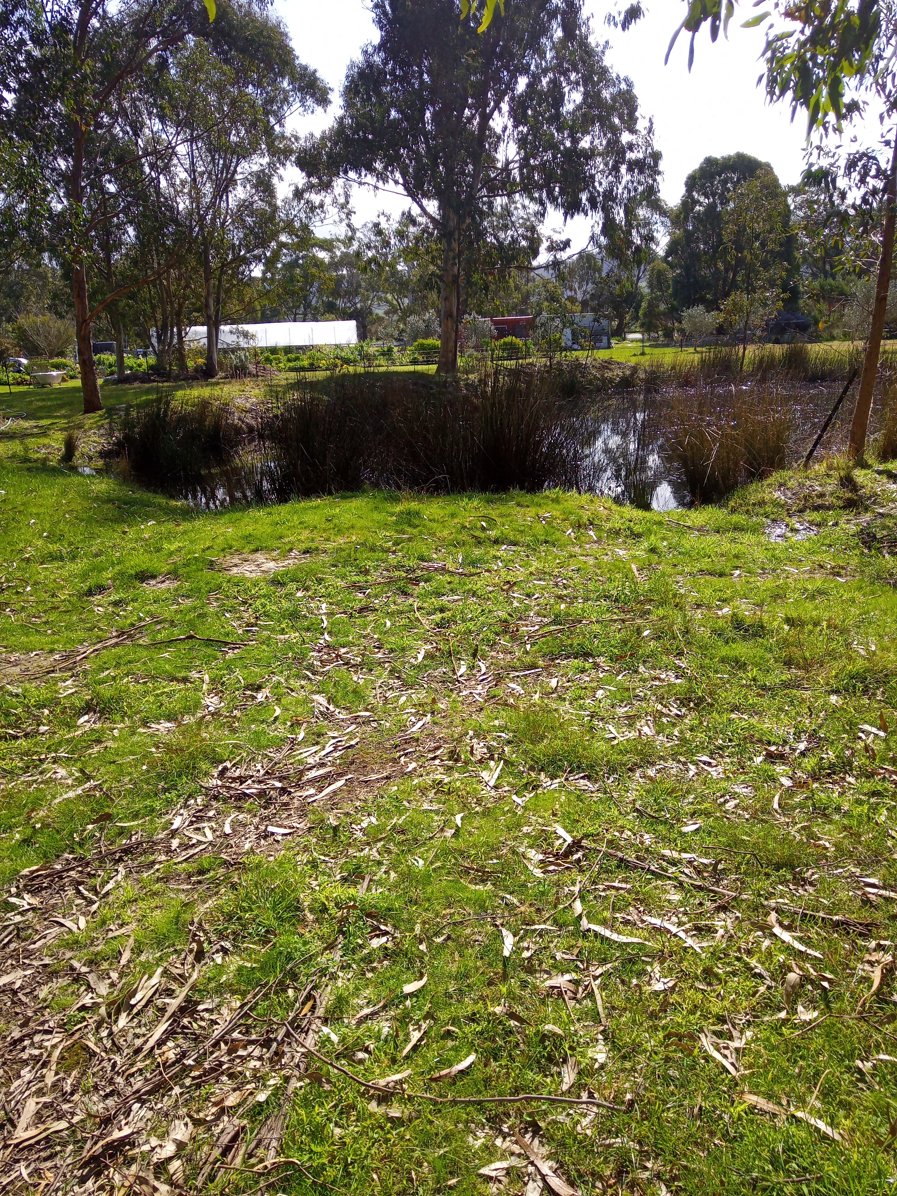 Dam full of frogs and visiting wildlife