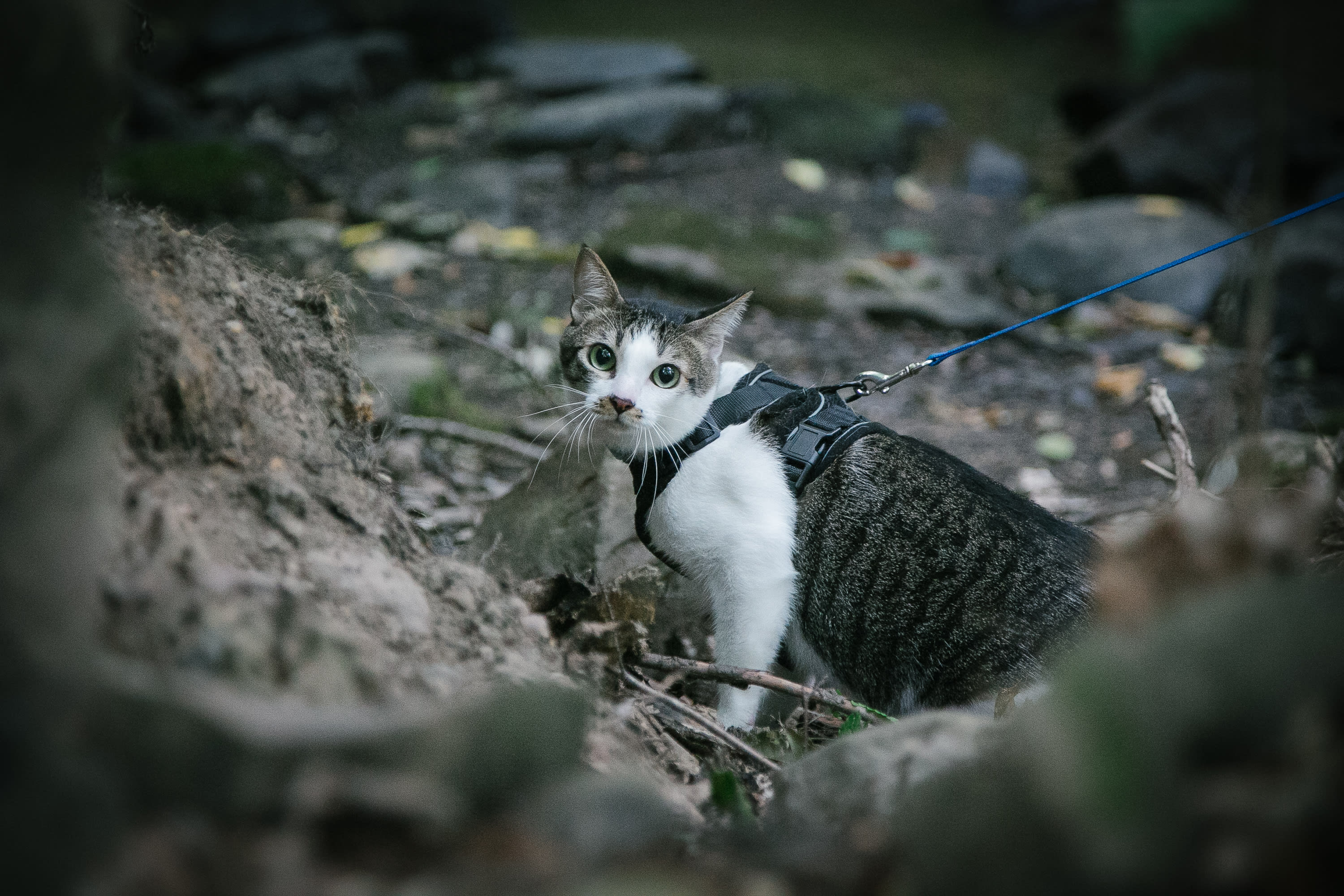 The Sanctuary At Blossom Dell