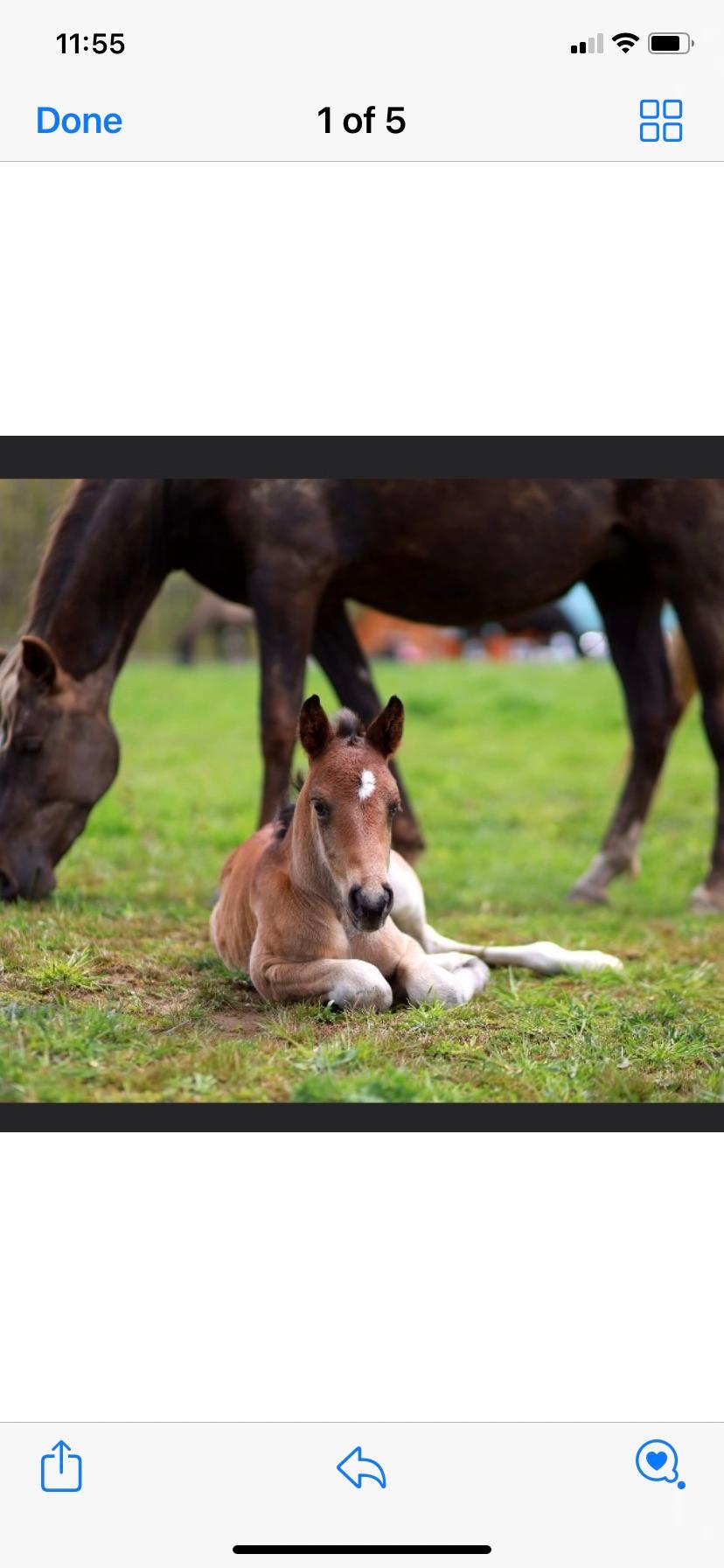 Serenity creek stables