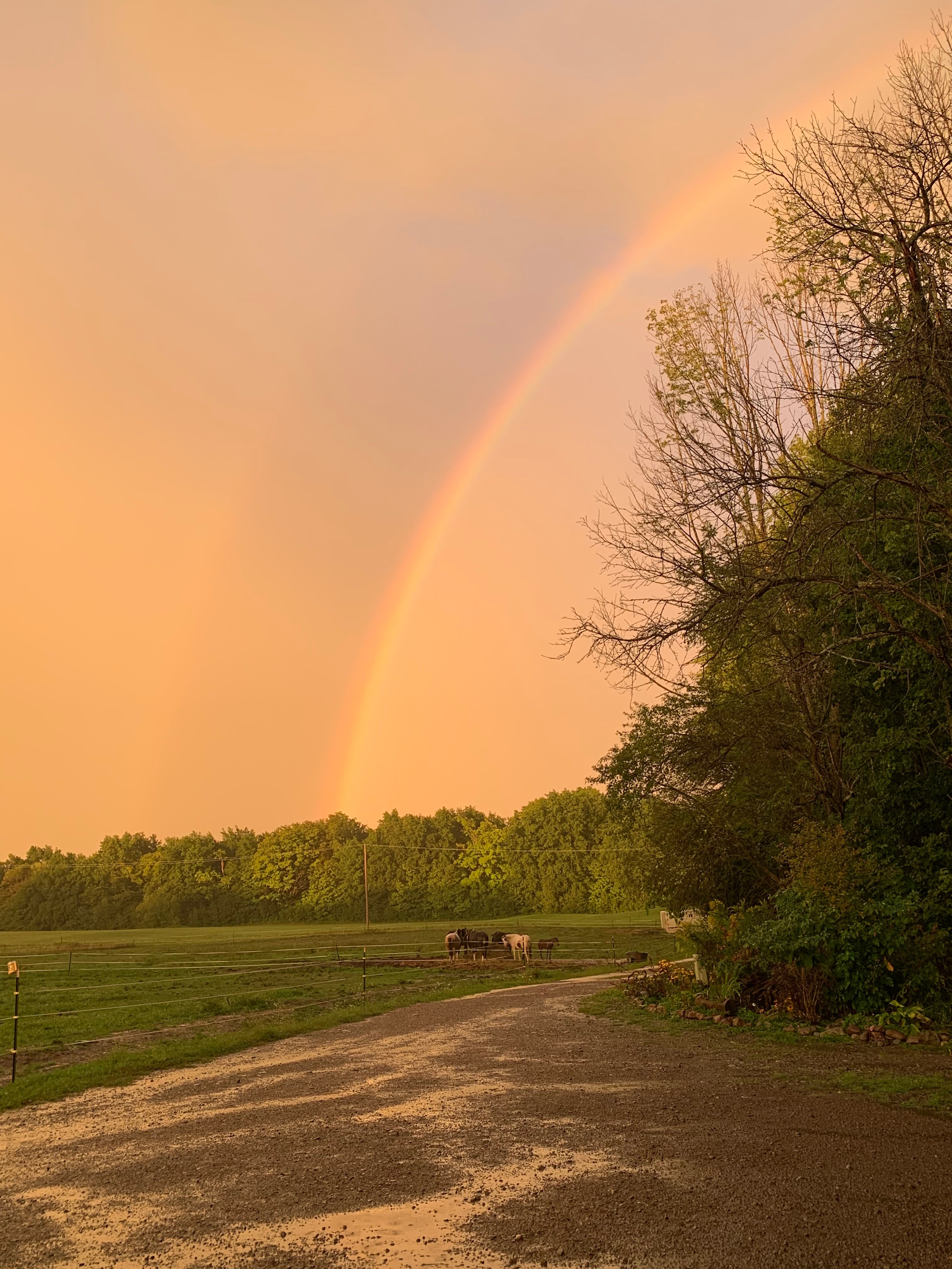 Serenity creek stables