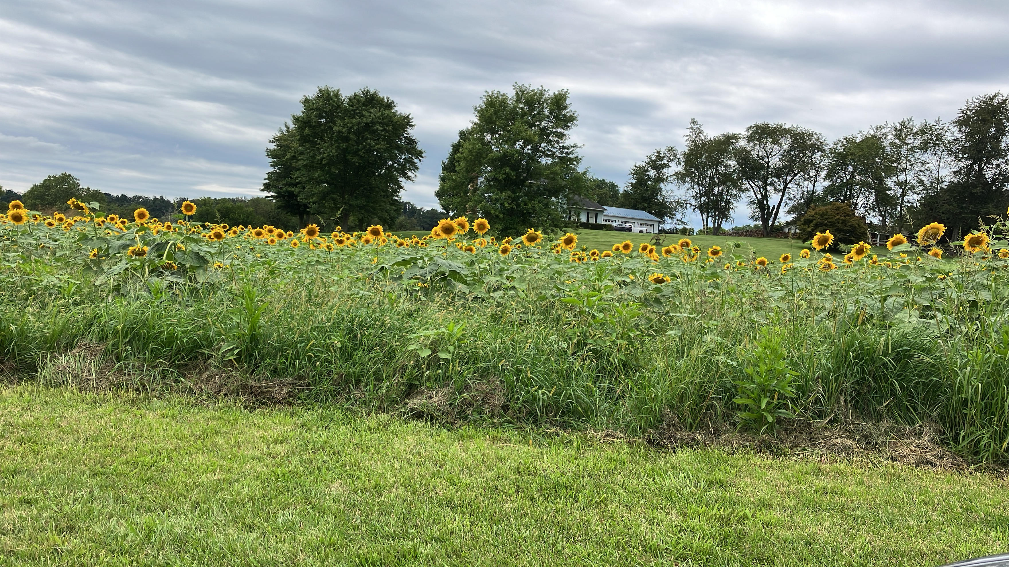 sunflower field in August and September