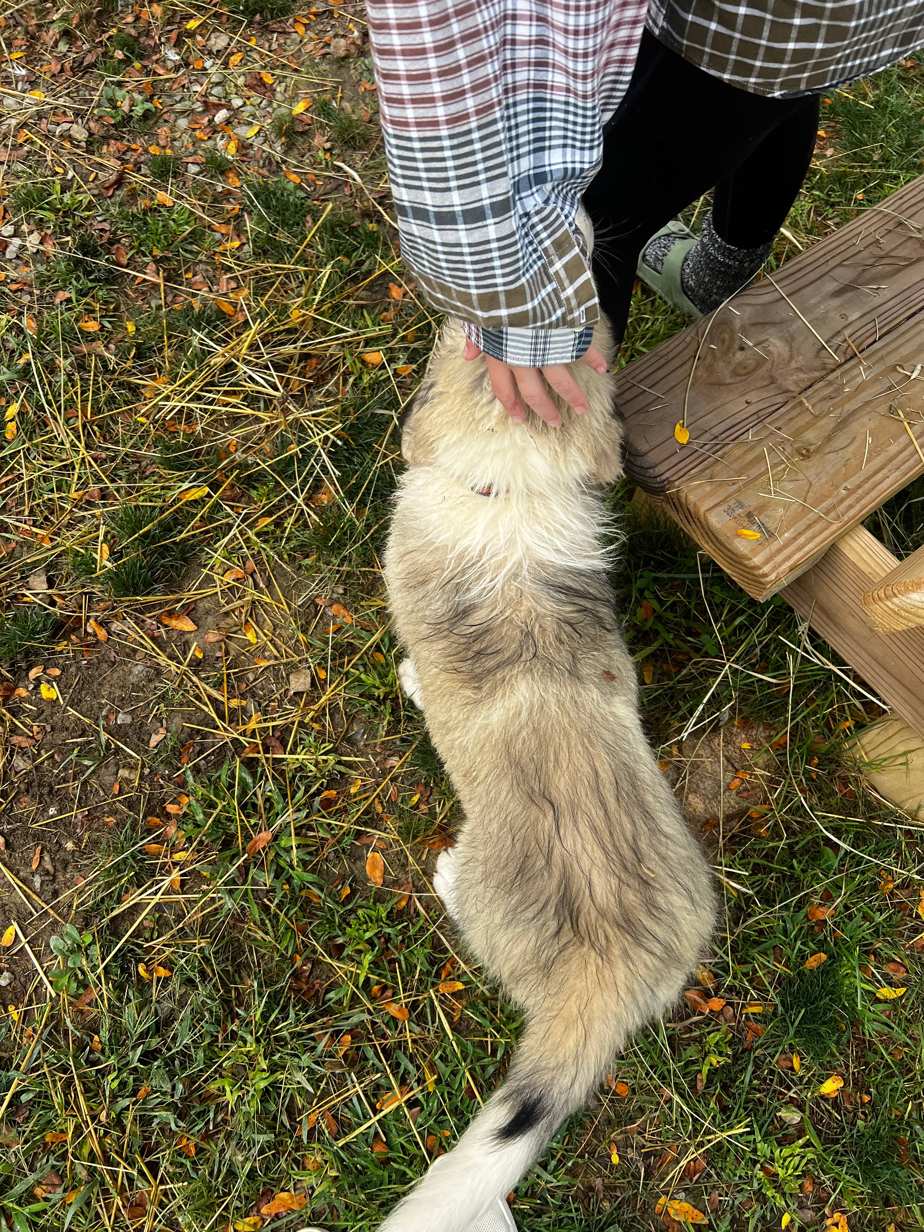 One of many friendly animals :)