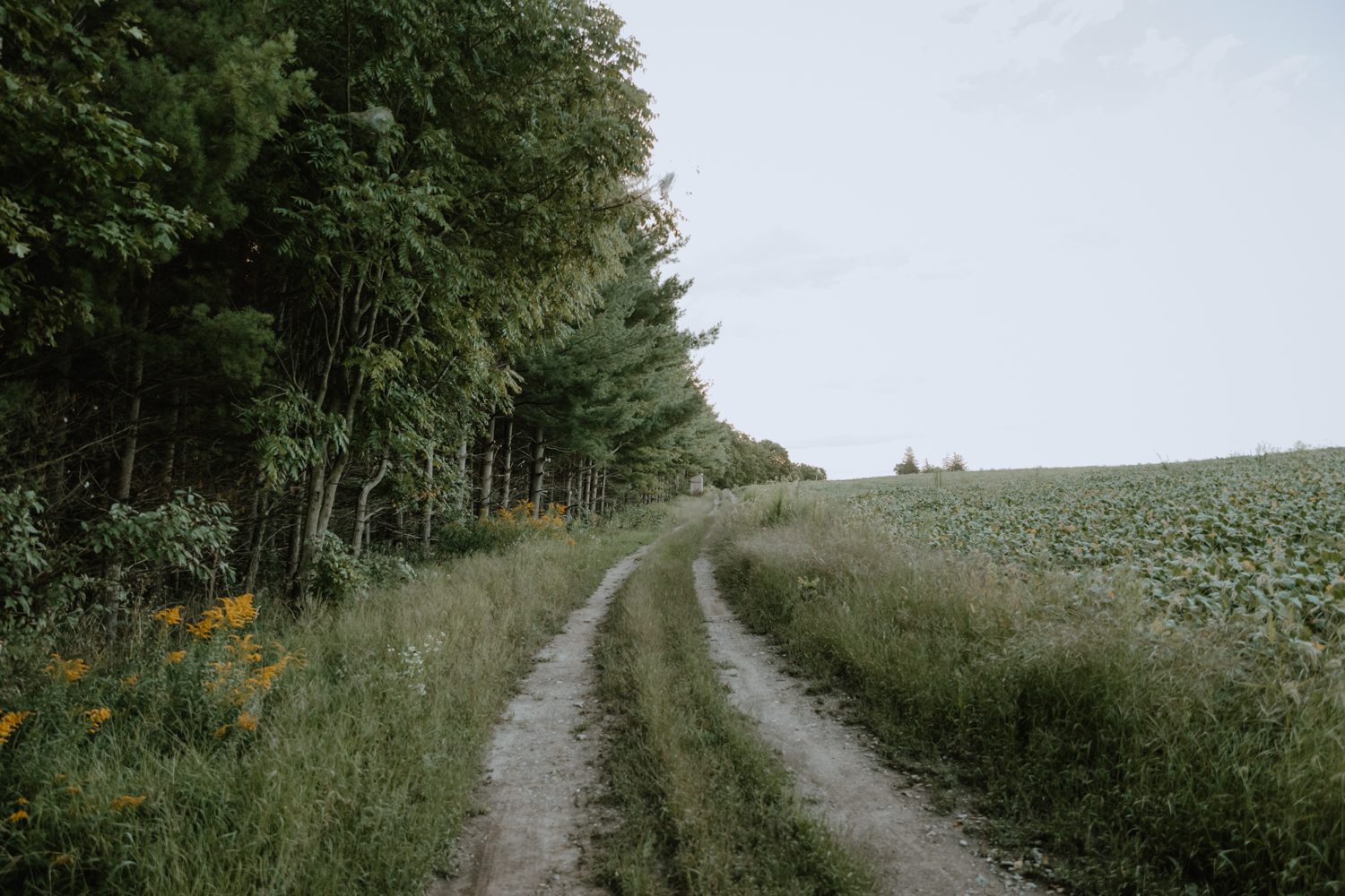 Midway between the outhouse and the cabin at the end of the laneway, you should be able to find a deer trail to follow into the woods.  This photo is taken directly beside the best entrance, looking back towards the outhouse/tent area.