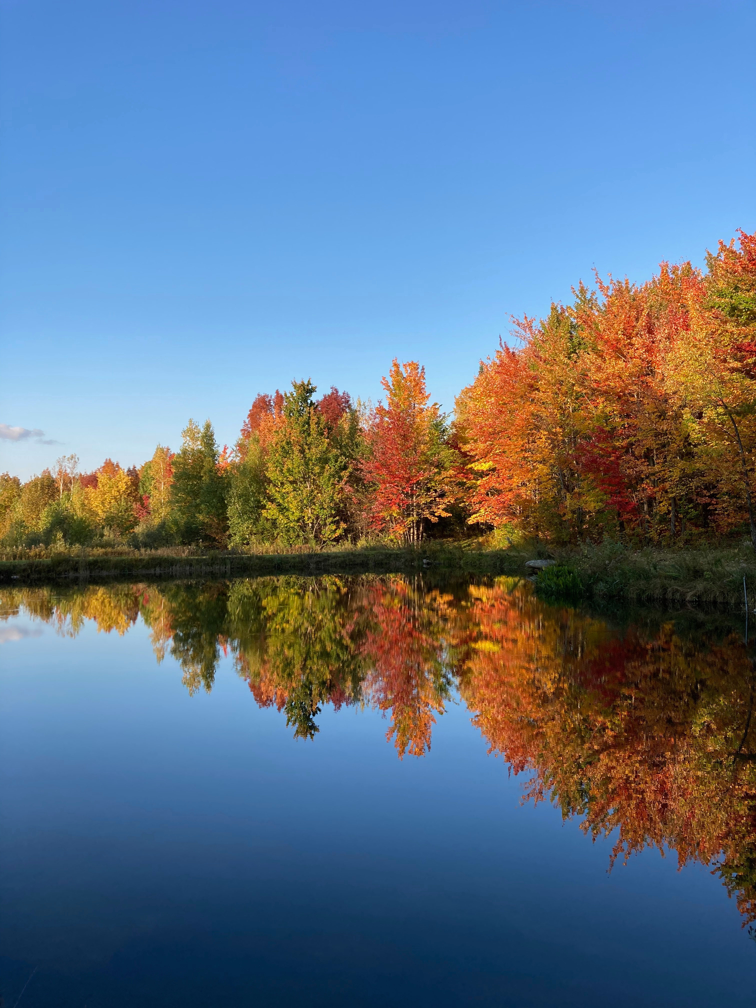 Autumn by the pond