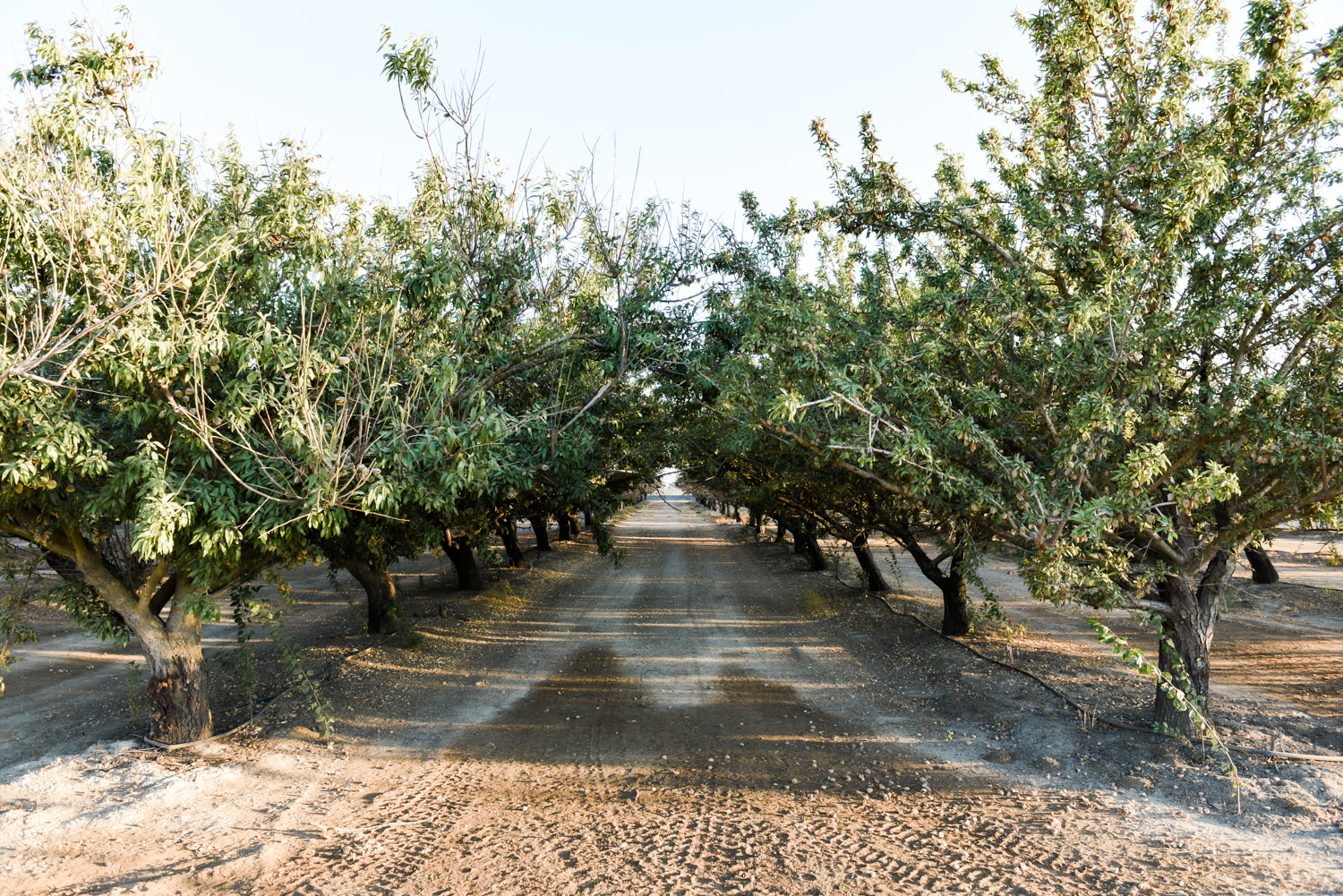 Almond orchard