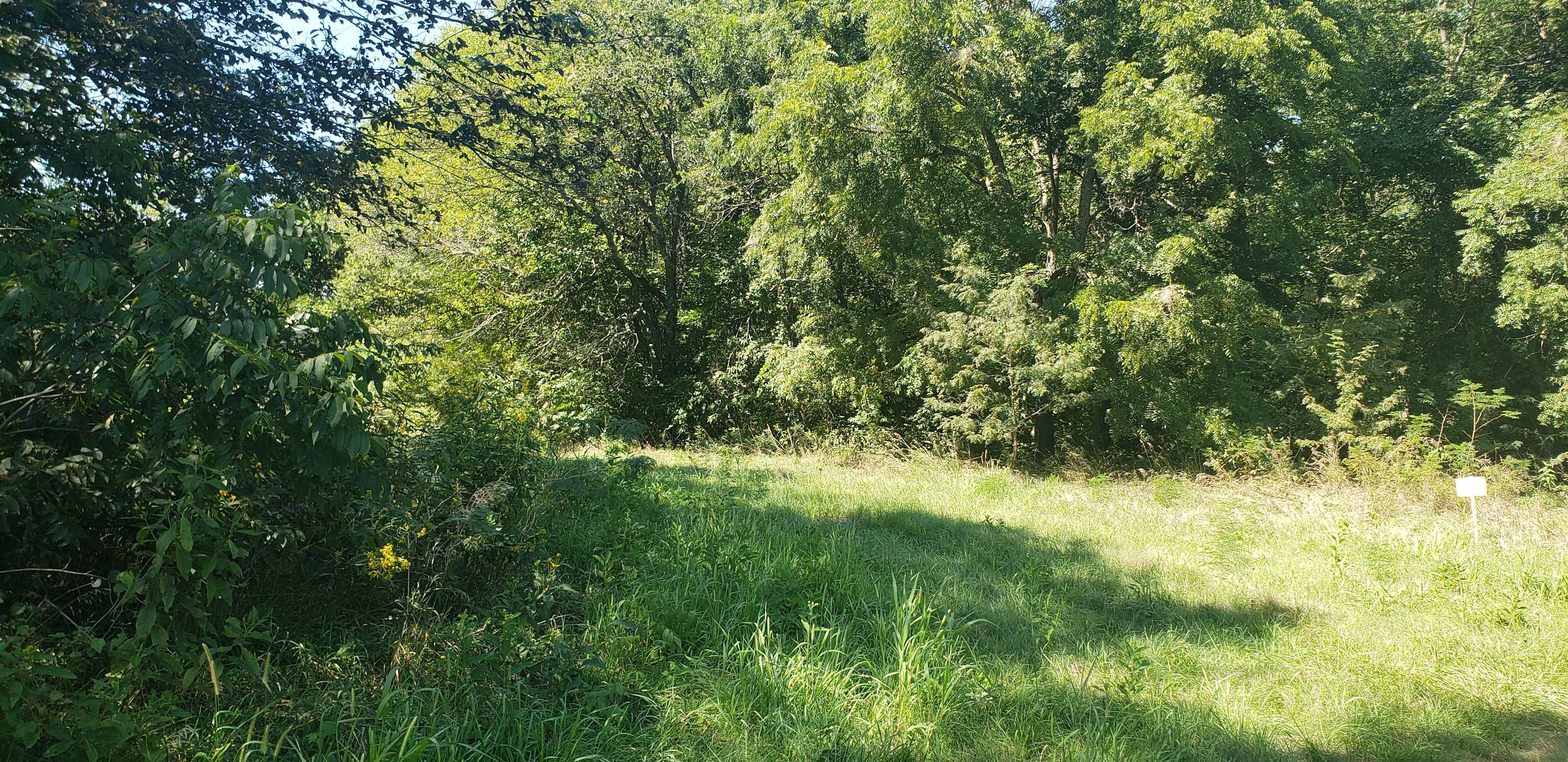 Entering the clearing I camped in. The Hipcamp sign is on the right.