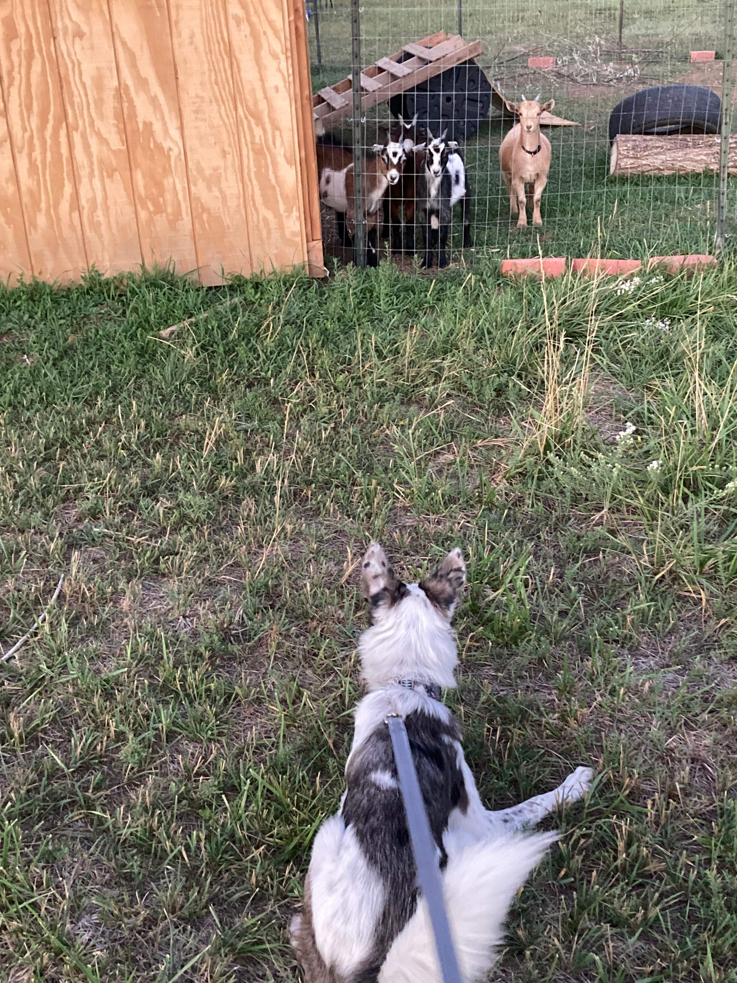 Juniper Moon Homestead
