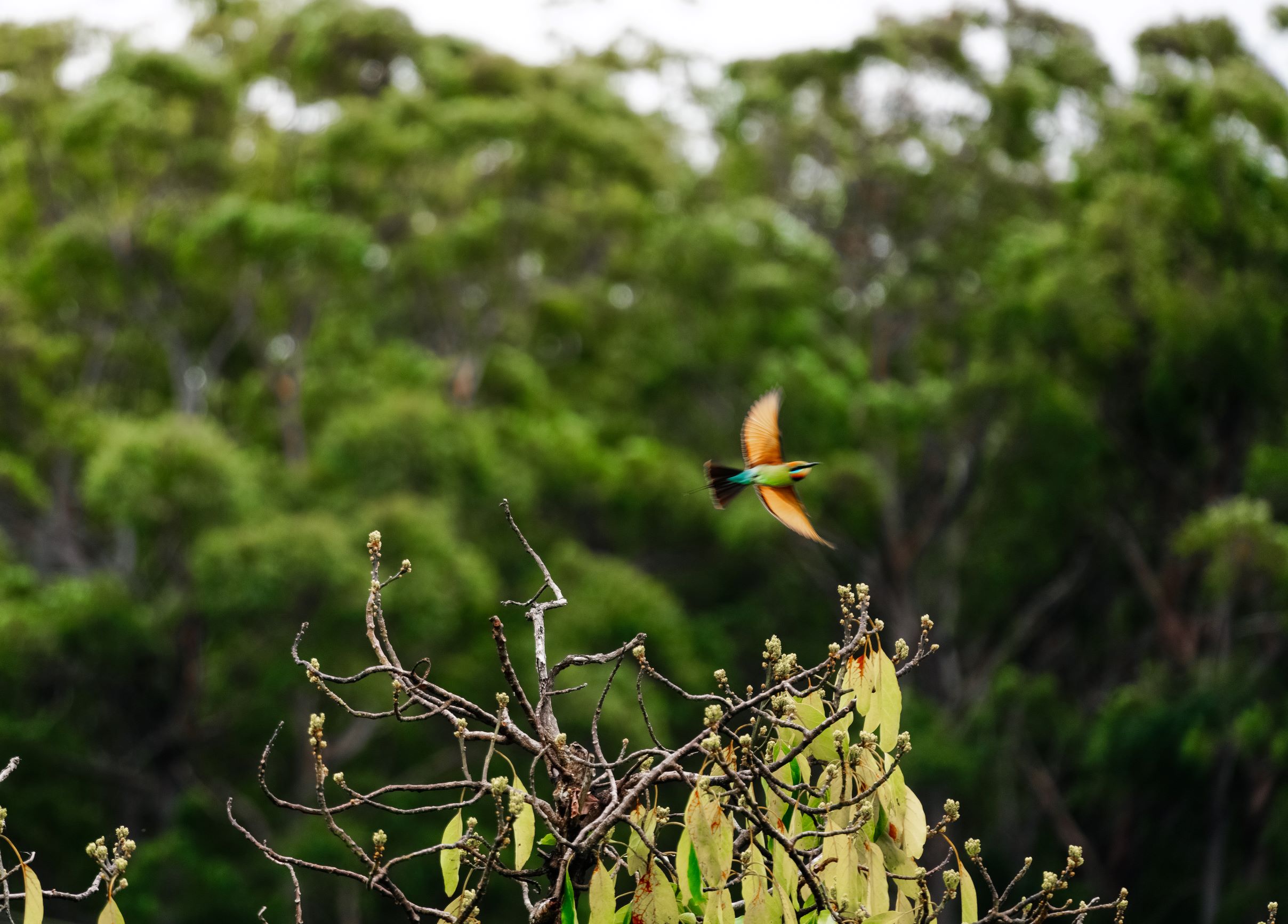plenty of colourful rainbow honeyeaters