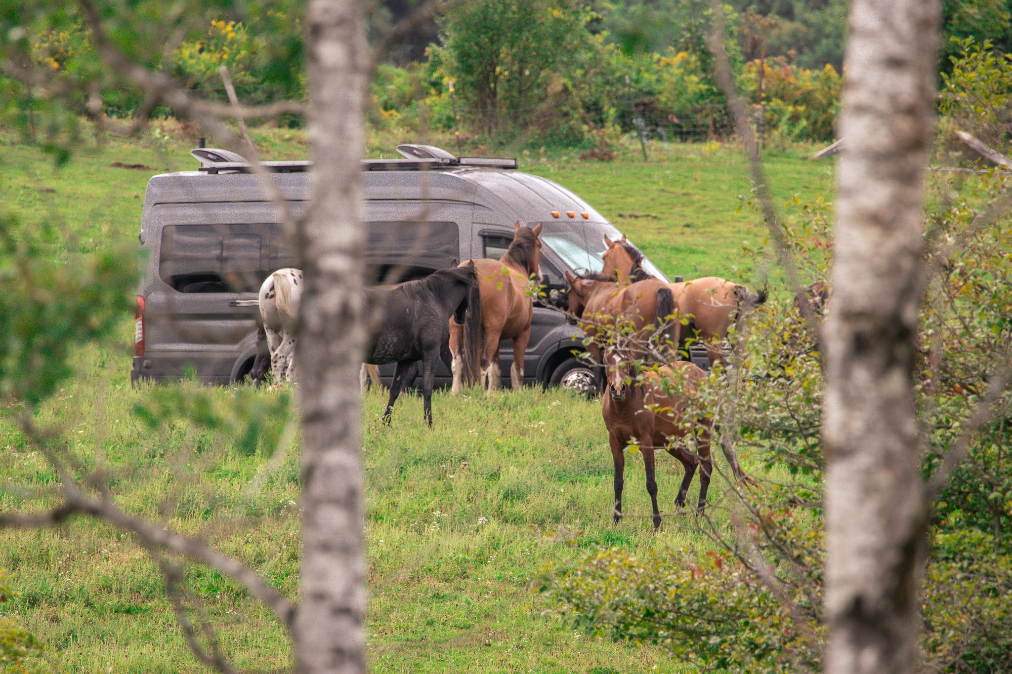 The horses were pretty interested in our campervan and had to check it out
