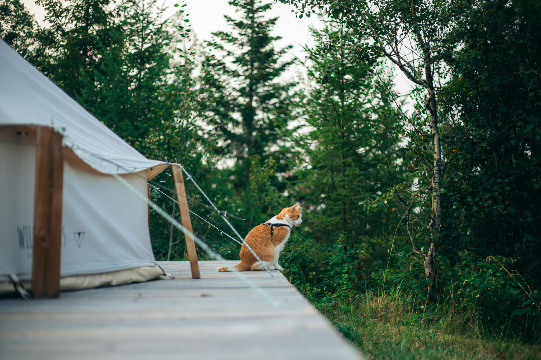 Pets are welcome! But do keep them under control at all times as this is bear country.