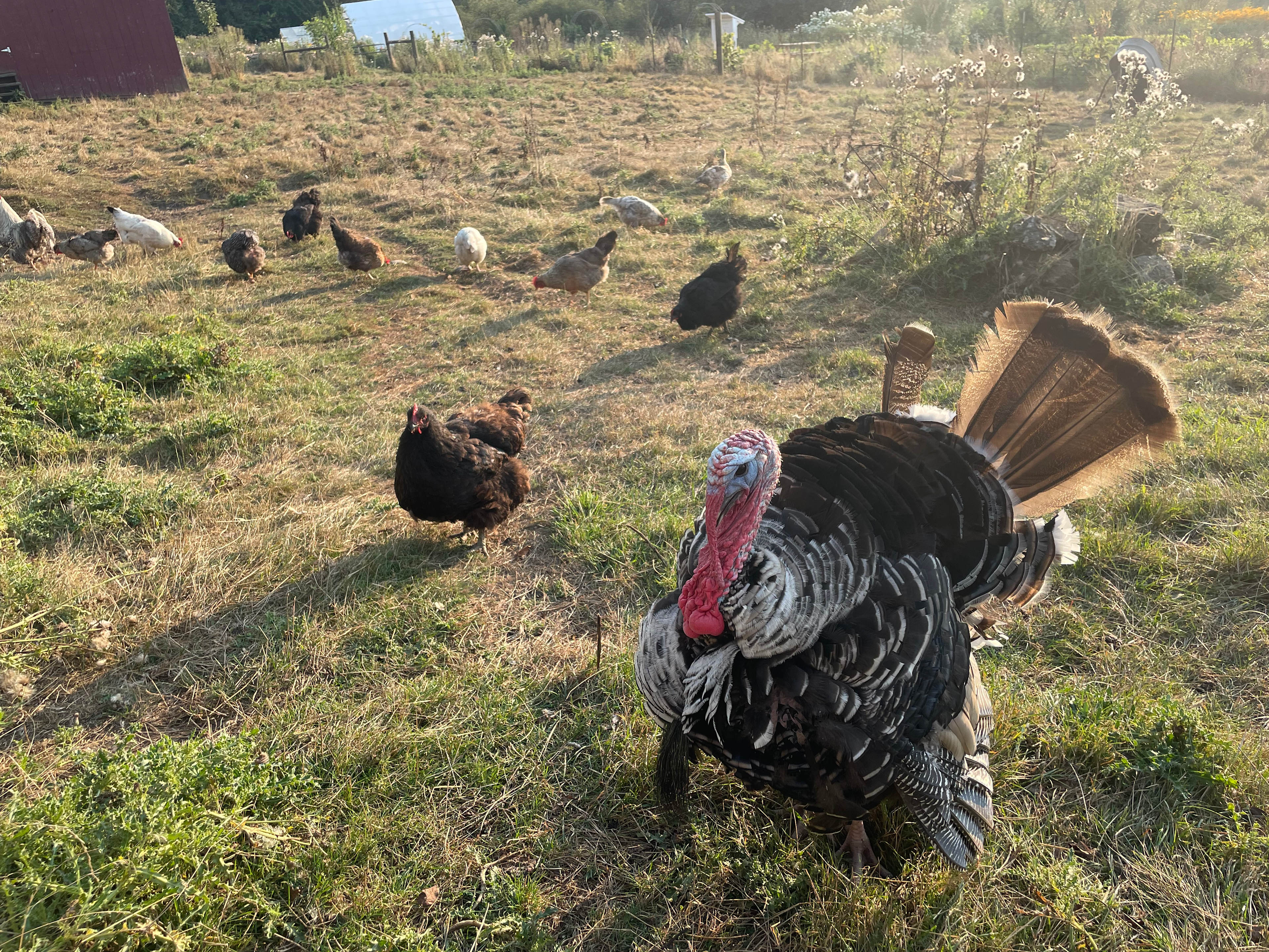 Tuff the turkey!