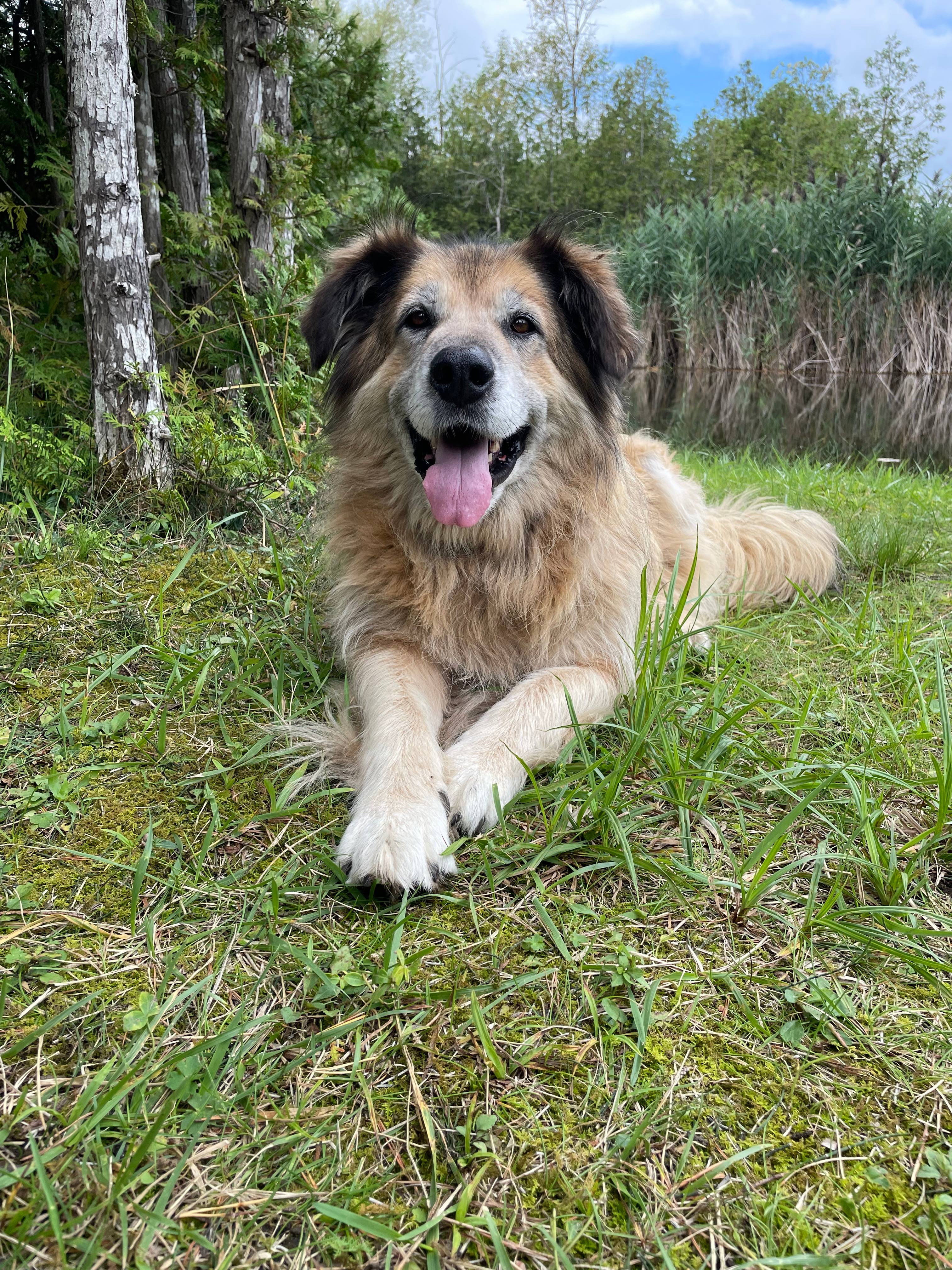 Walker the sweetest old boy