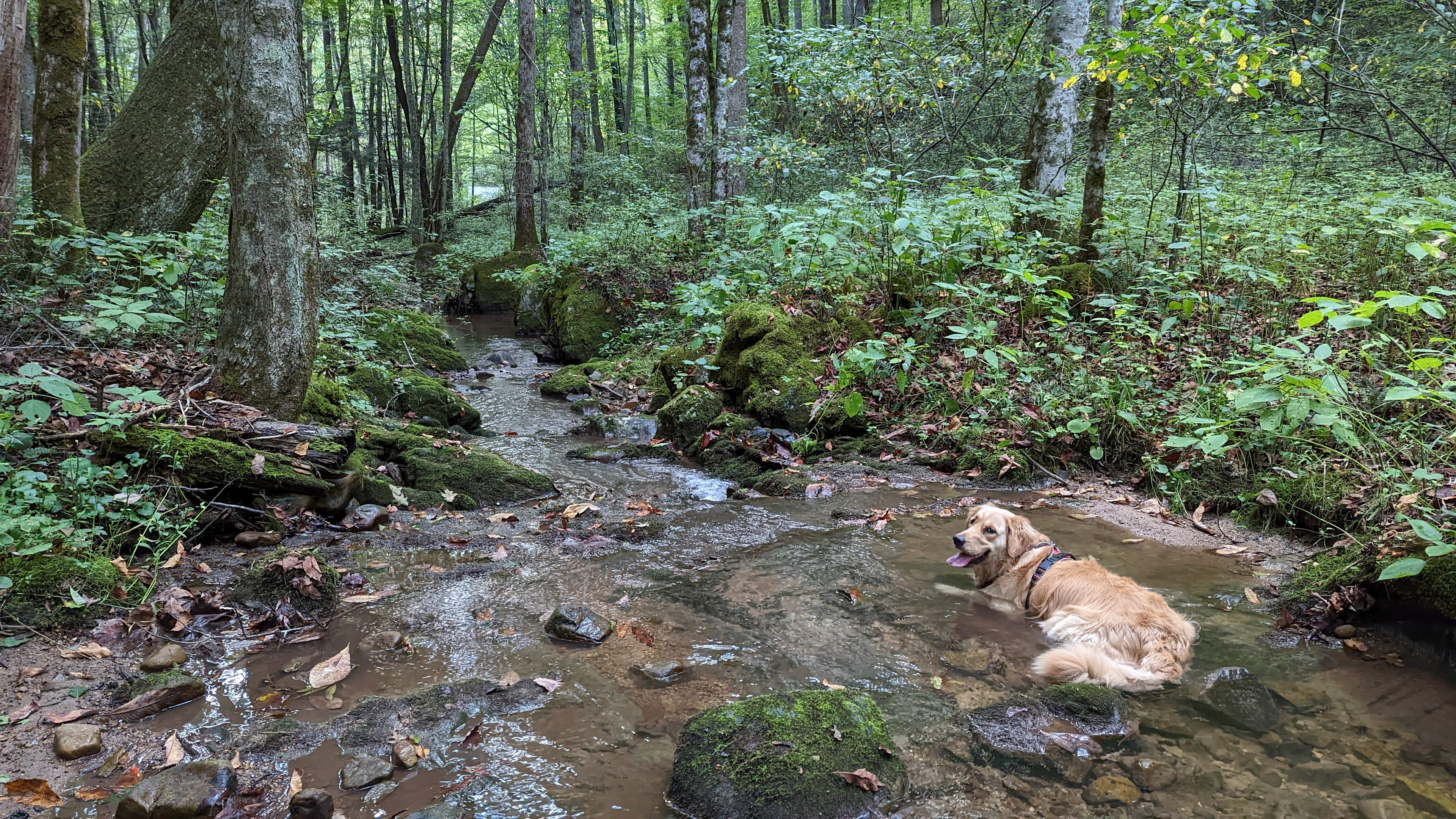 Secluded Farm Camp near Damascus VA