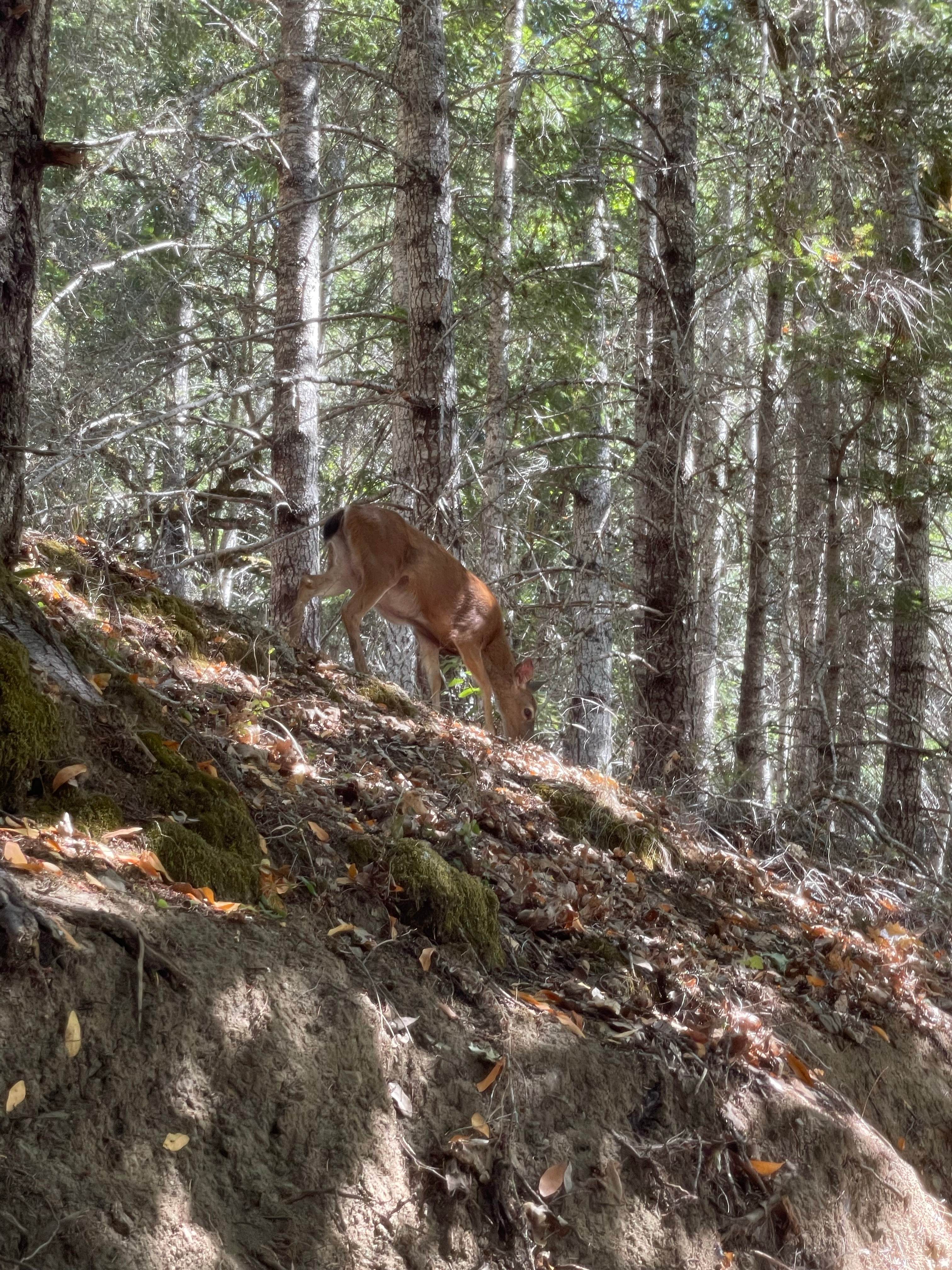 Momma deer eat on the hill above my tent