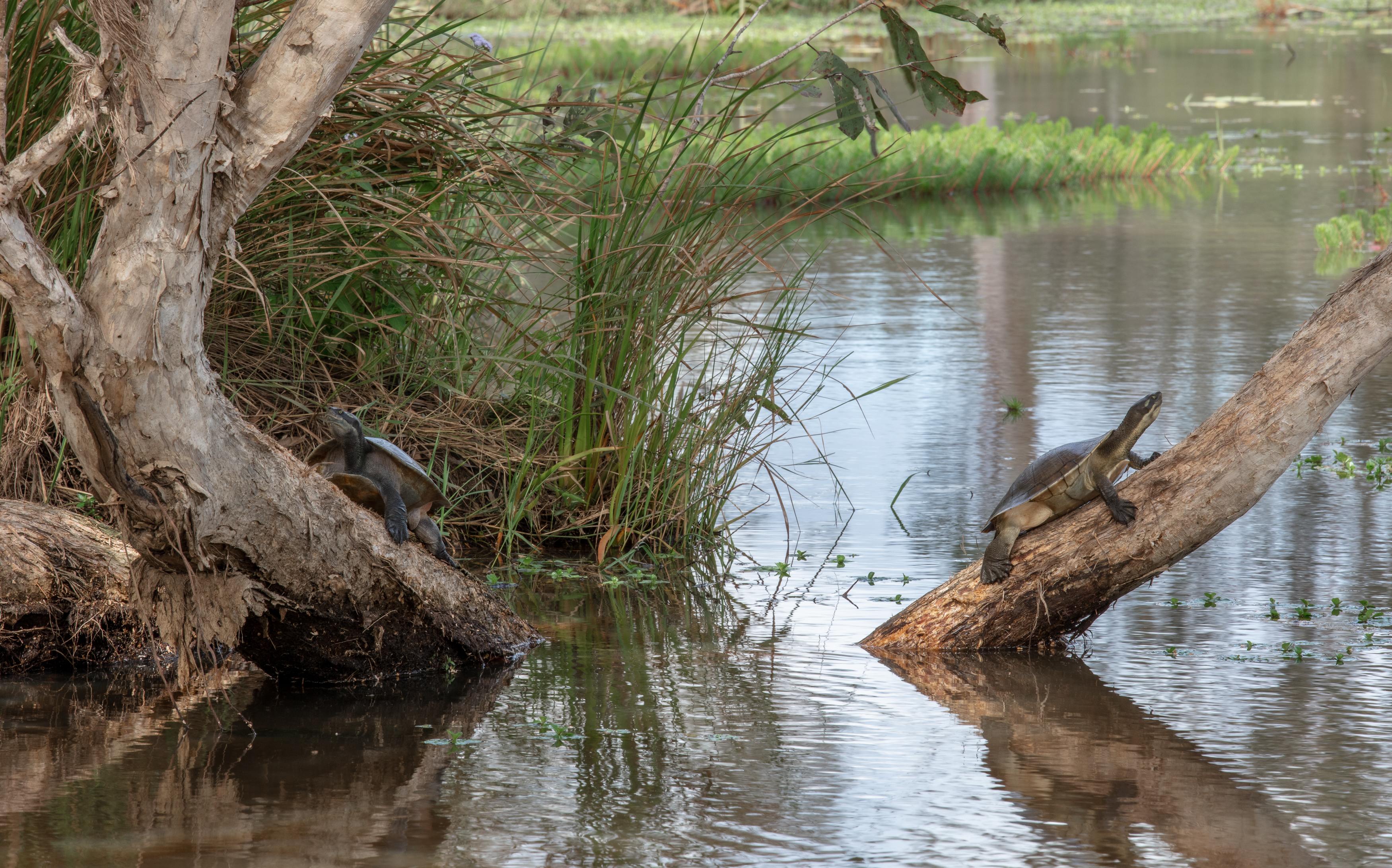 Gootchie Creek Escape