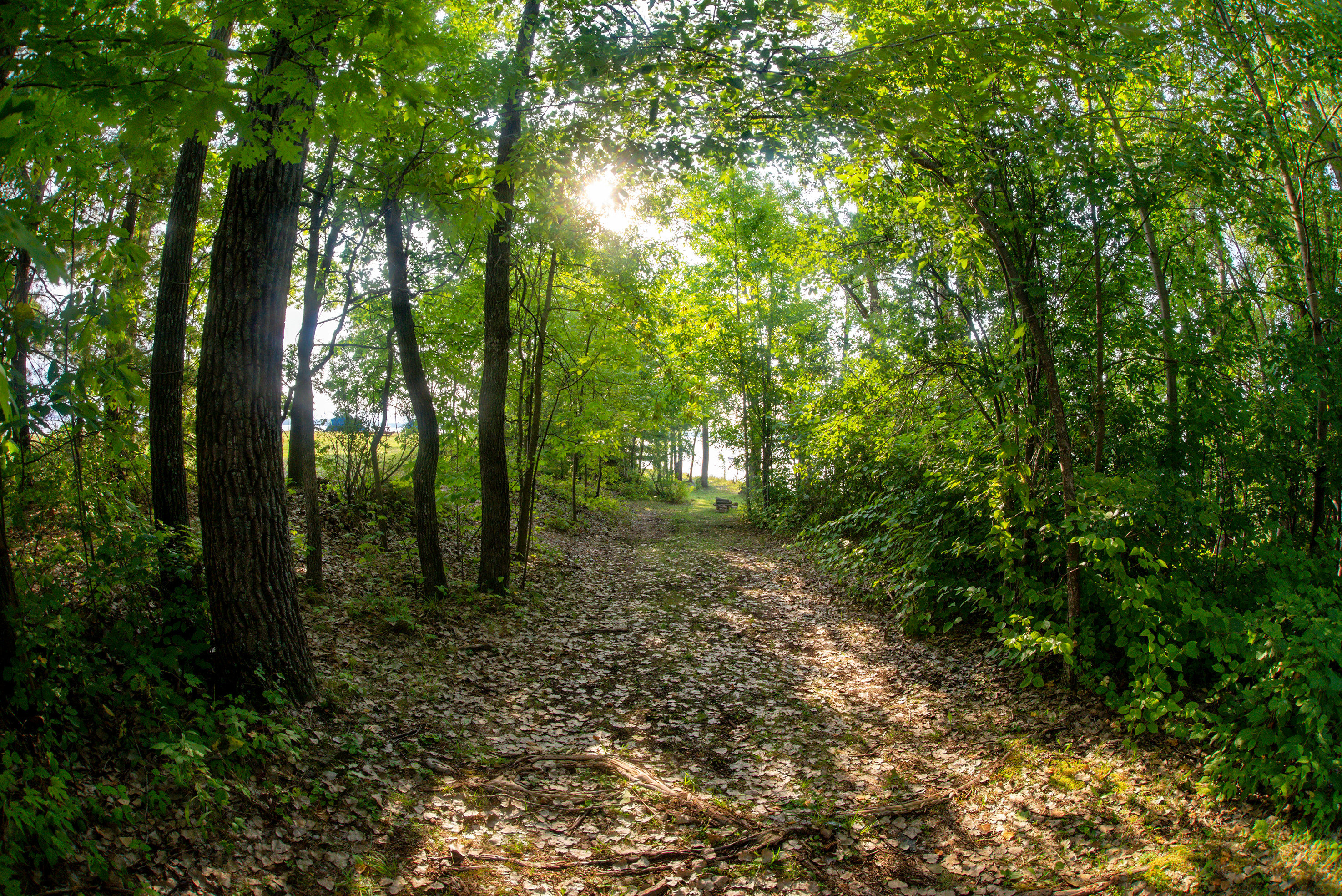 Bridgeview Harbour Marina Lakefront Camping Path that leads to a site for a tent on the edge of the water Accessible with a car
