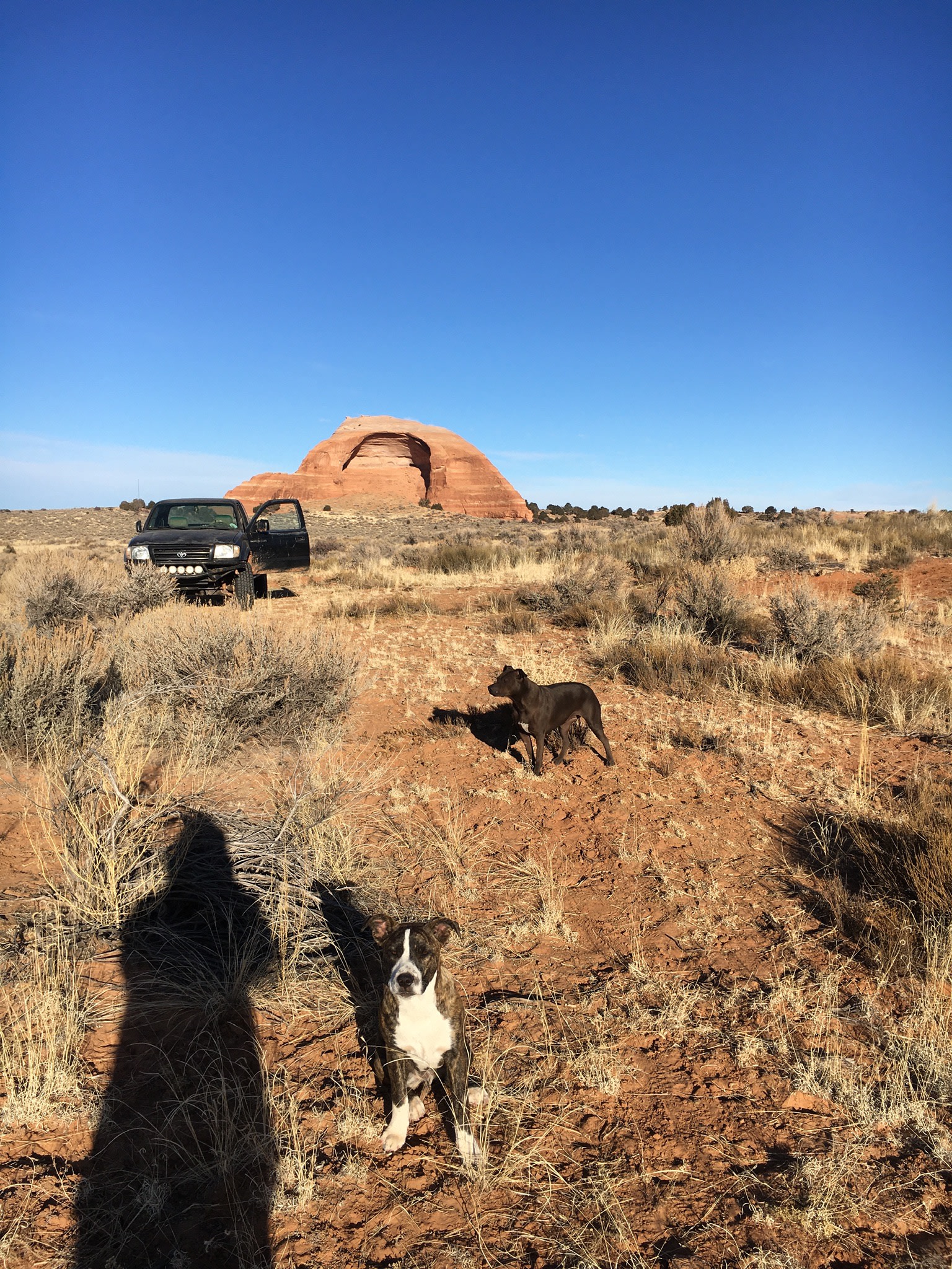 Where The Wild Things Camp