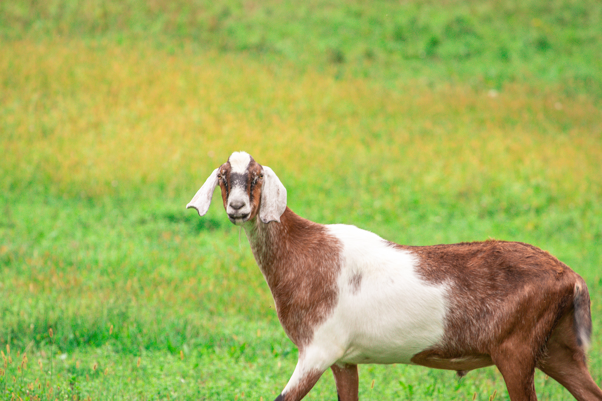 There were several goats on the property 