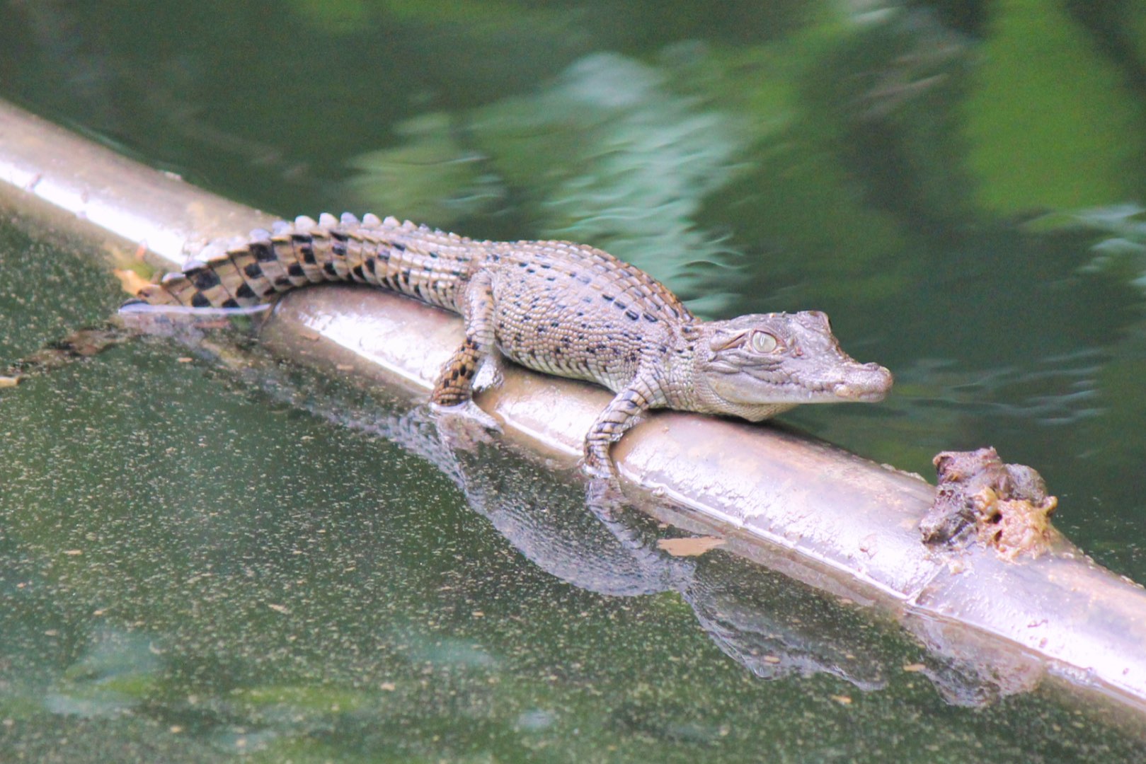 "from little things big things grow"