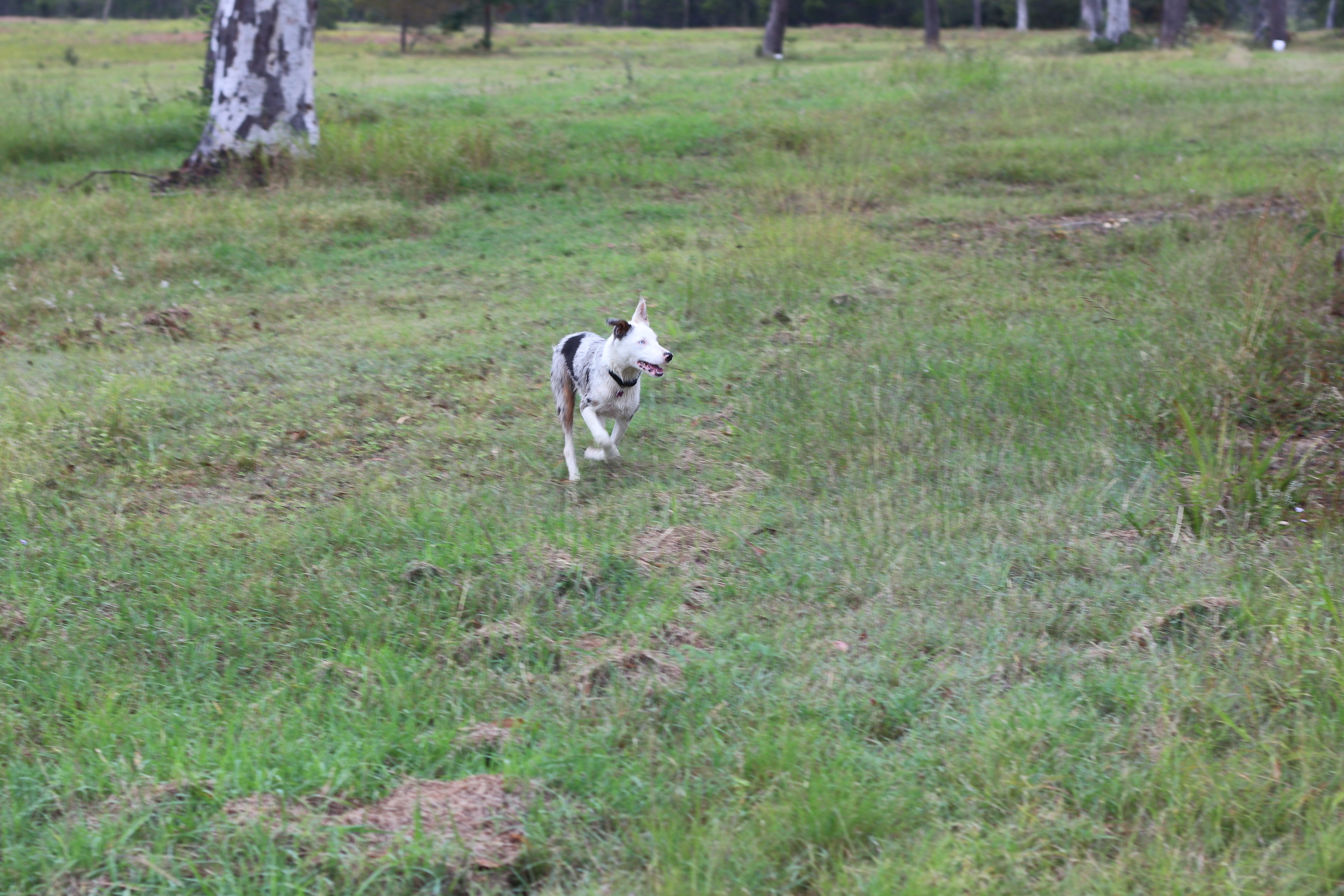 Our naughty girl blue! If you are a dog lover then this is the place for you!