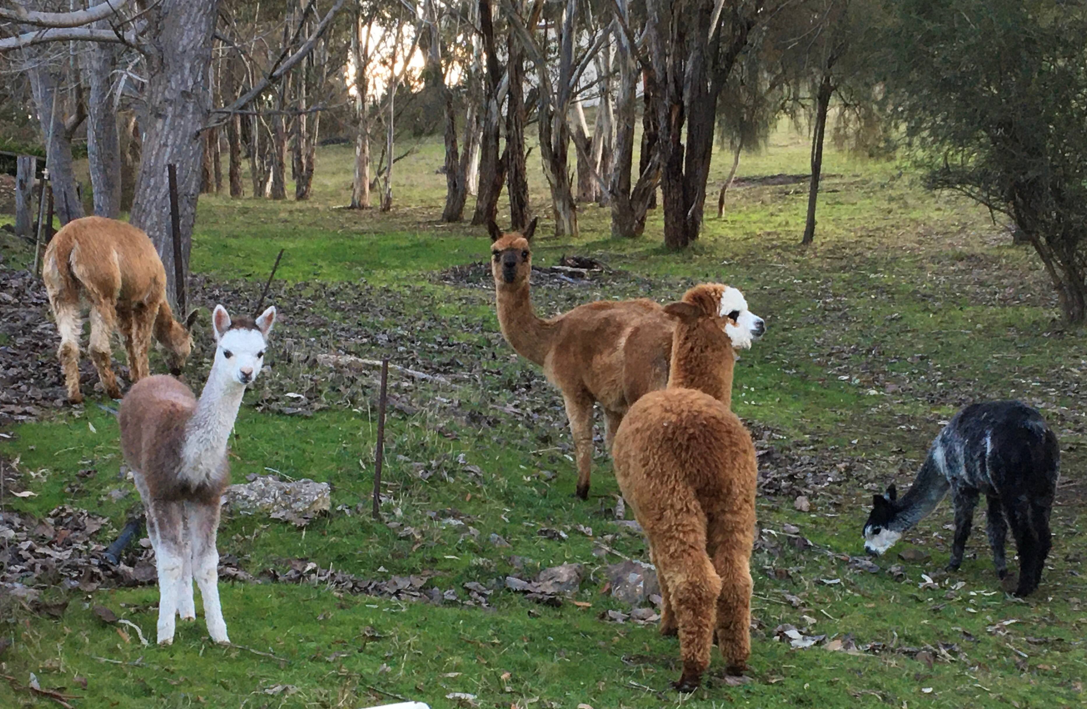 Meet the local residents