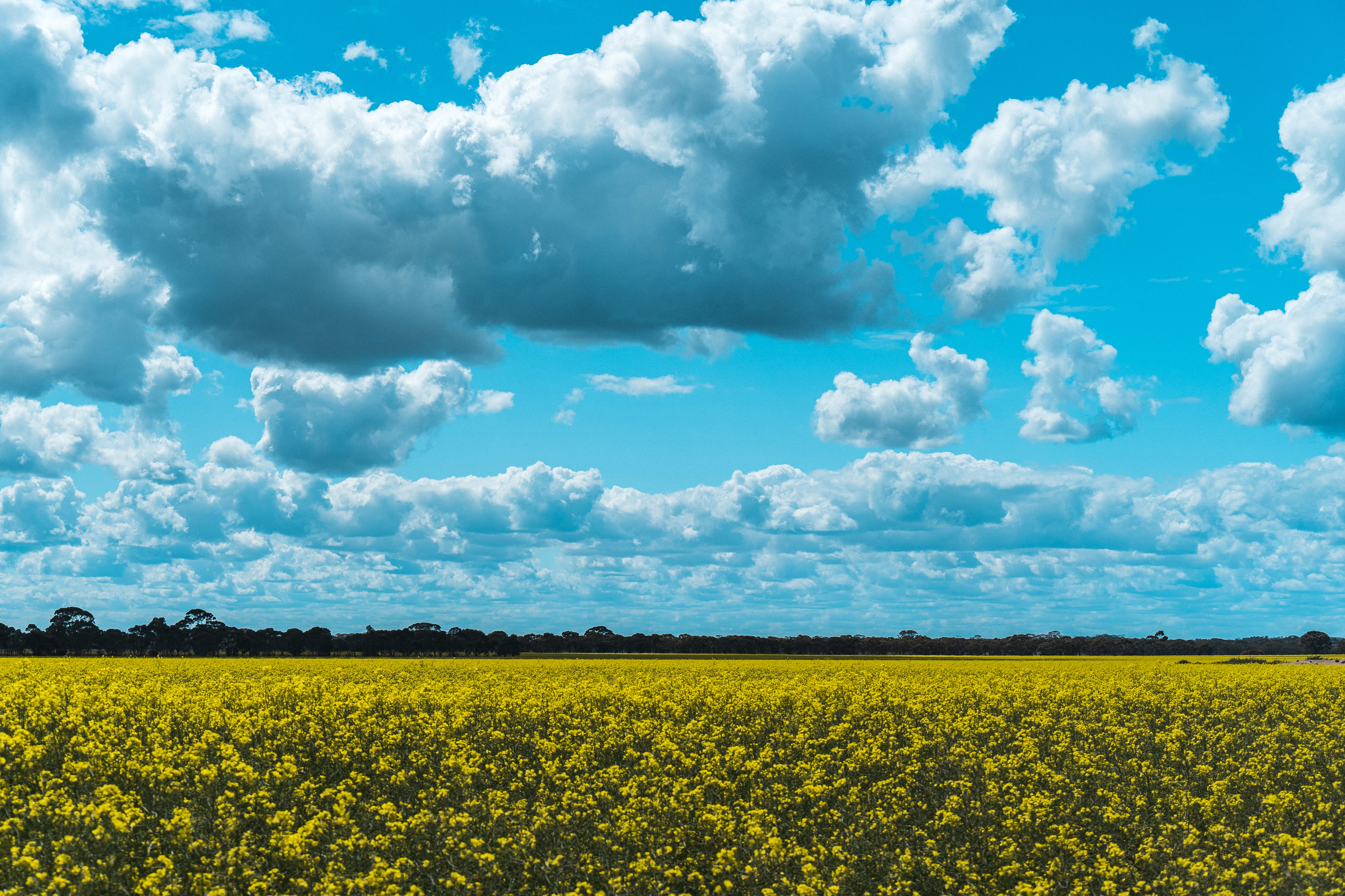 Canola in bloom