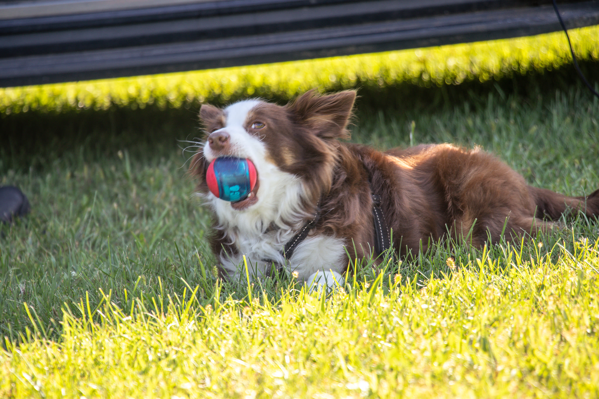 Pet-friendly Hipcamp!