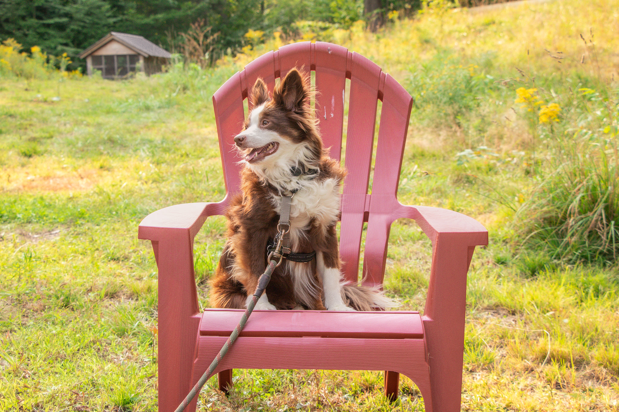 Pet-friendly Hipcamp!