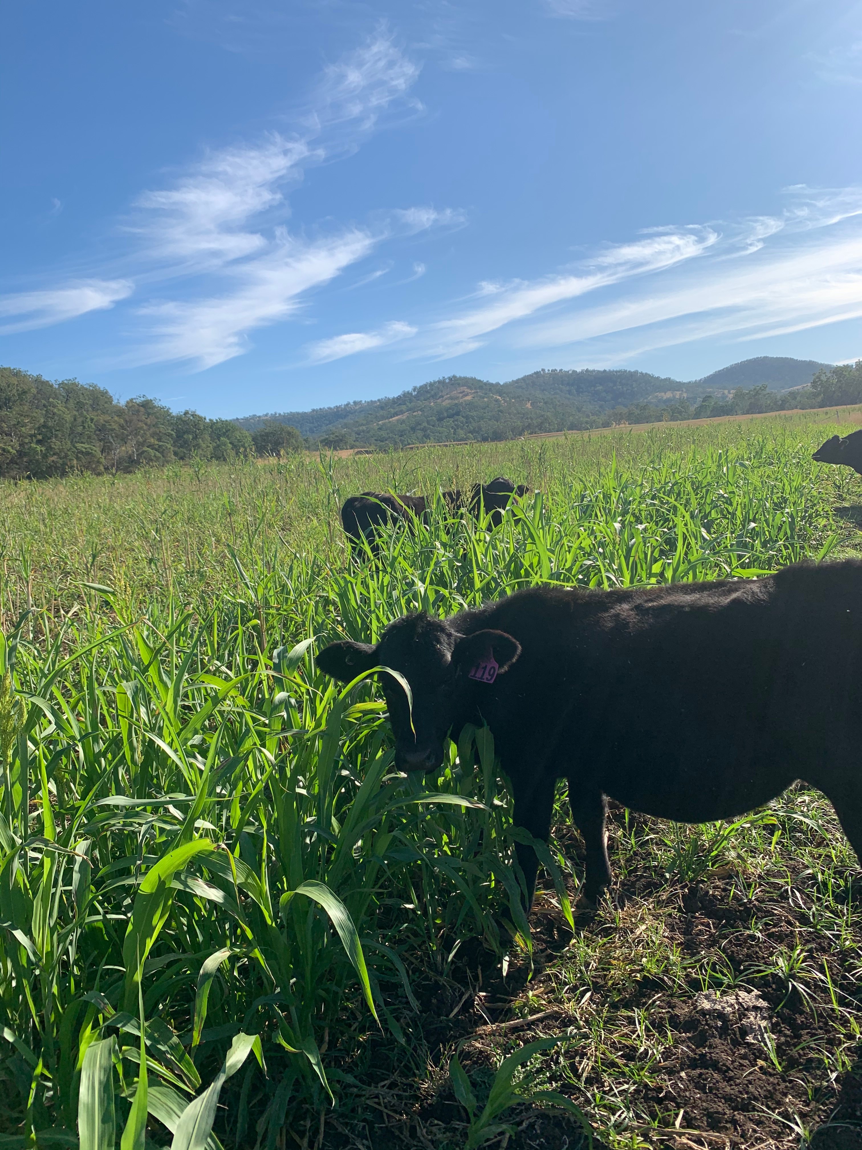Lazy Cow Farm