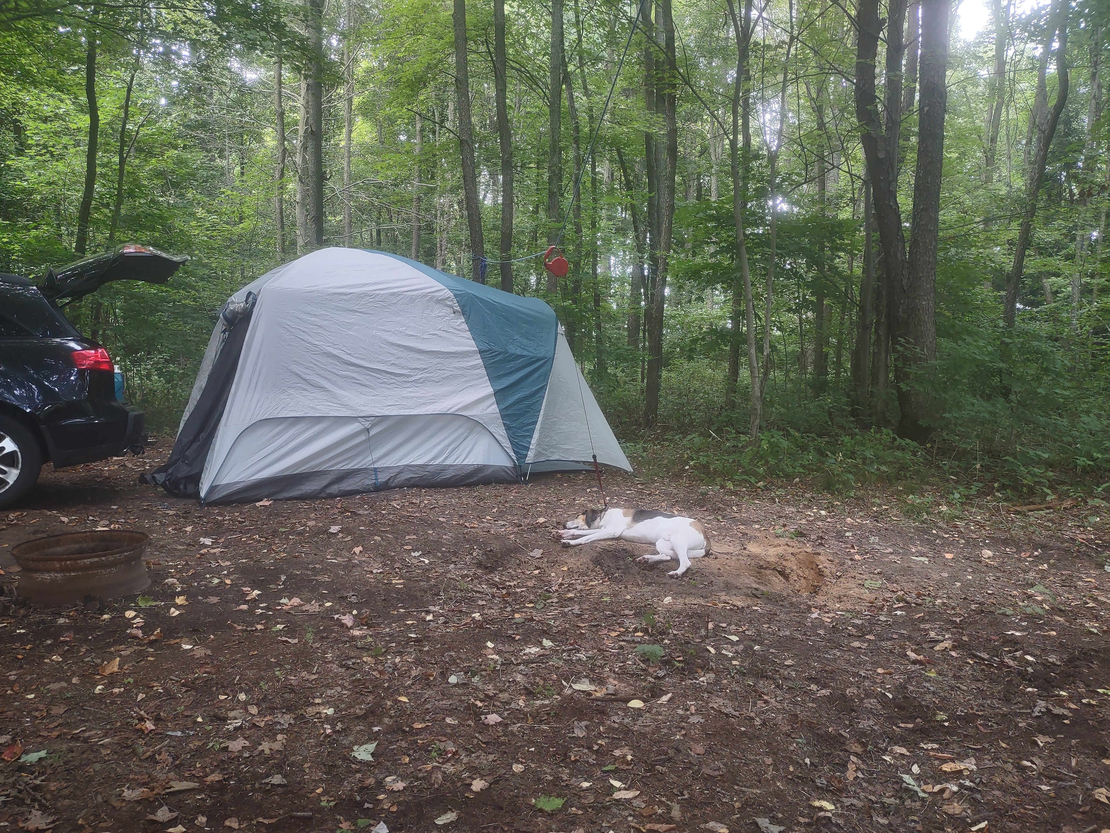 Pelee site had a big, flat area for the tent. Lots of trees and privacy on one side, open to the forest road on the other side.