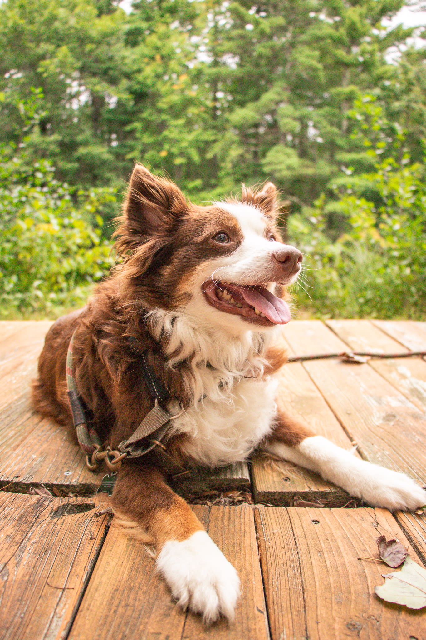 Pet-friendly Hipcamp!