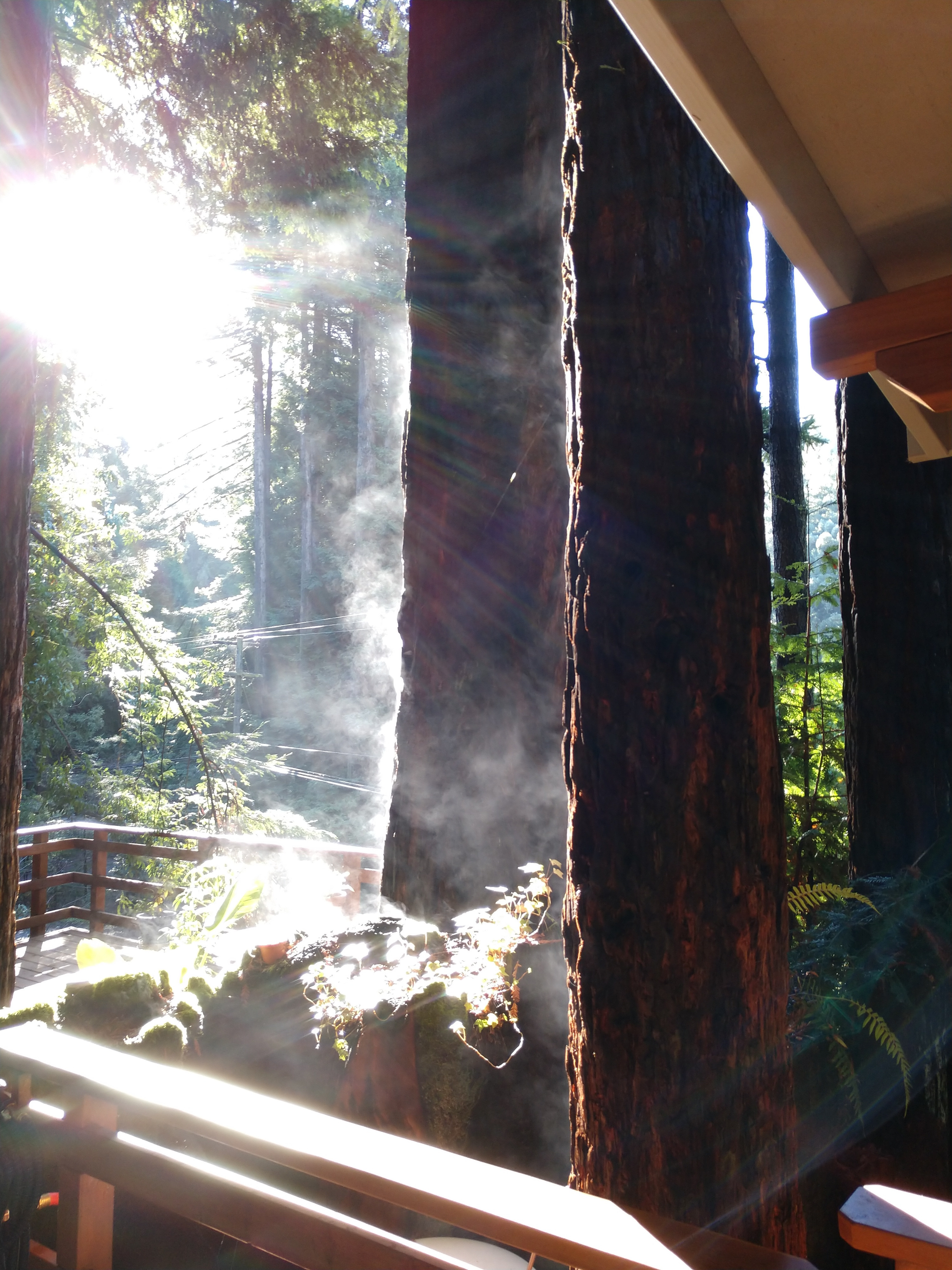 Creek View Tree House