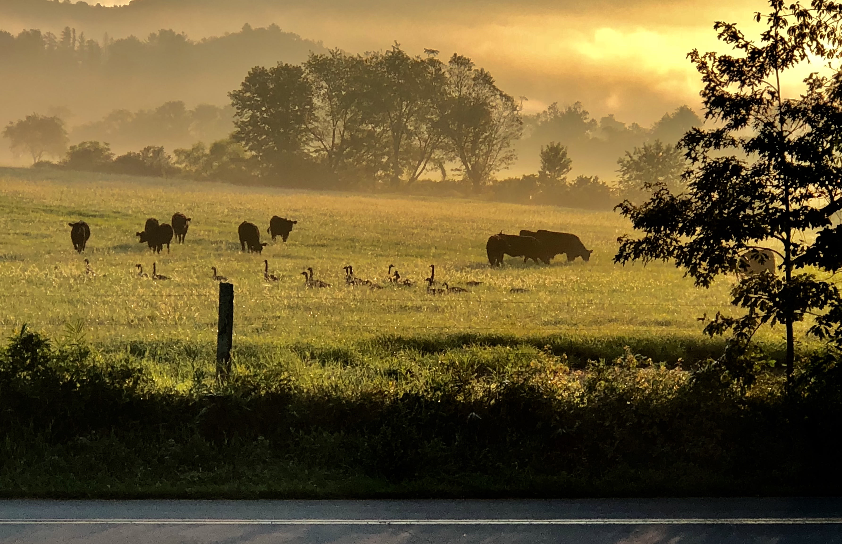 Bell’s Scenic RV Pasture