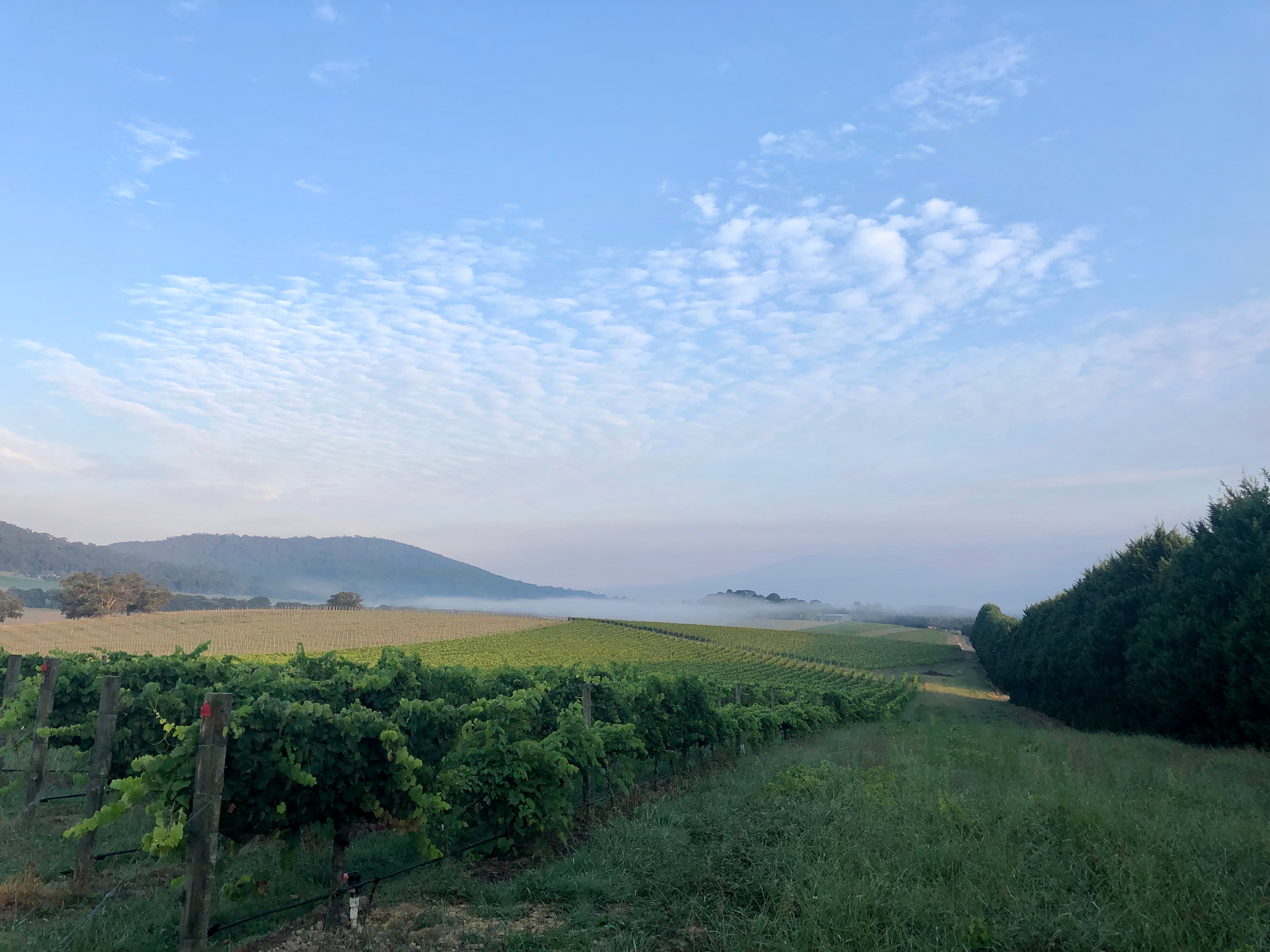 Summerhill Vineyard