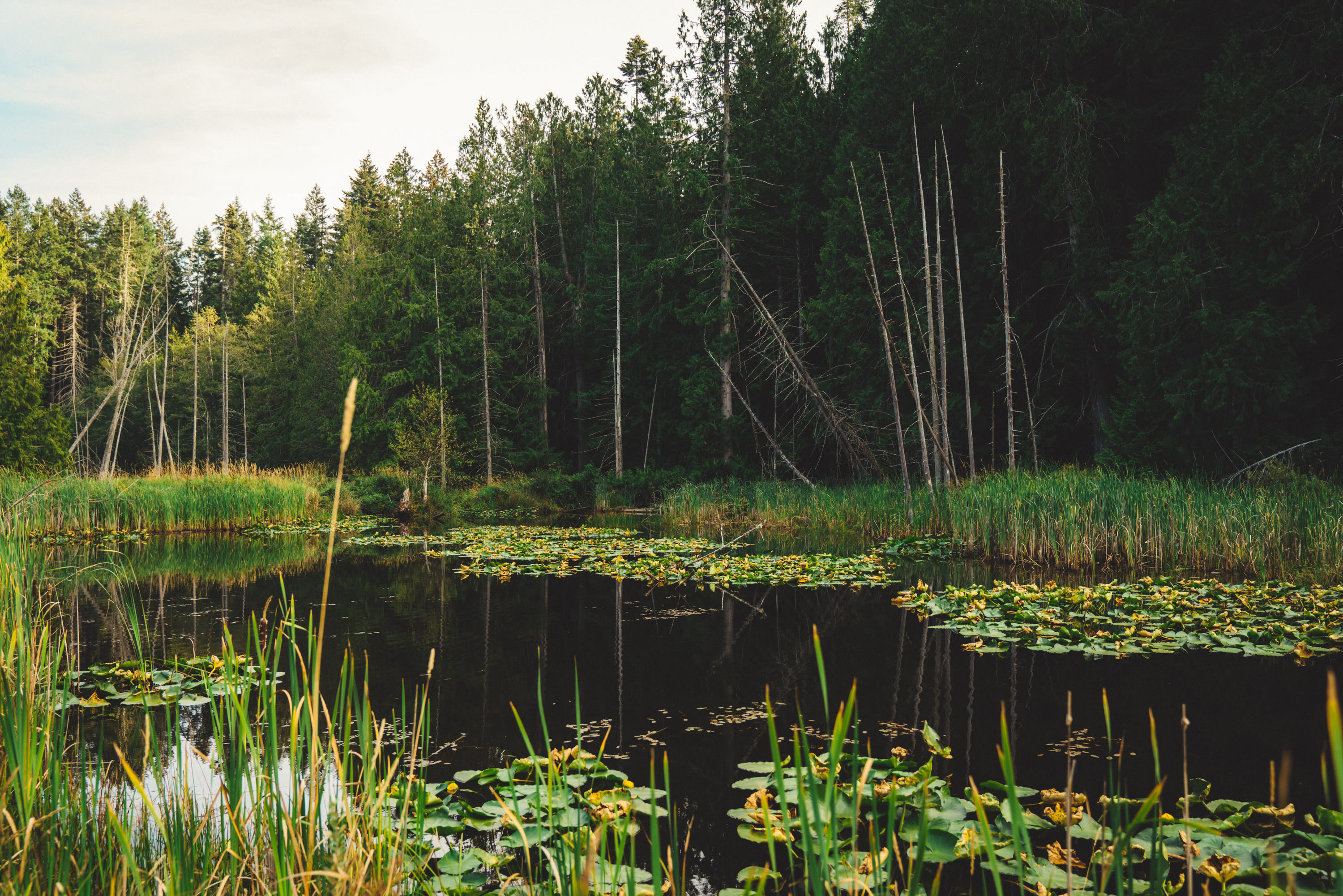 The pond beside the former airstrip. 