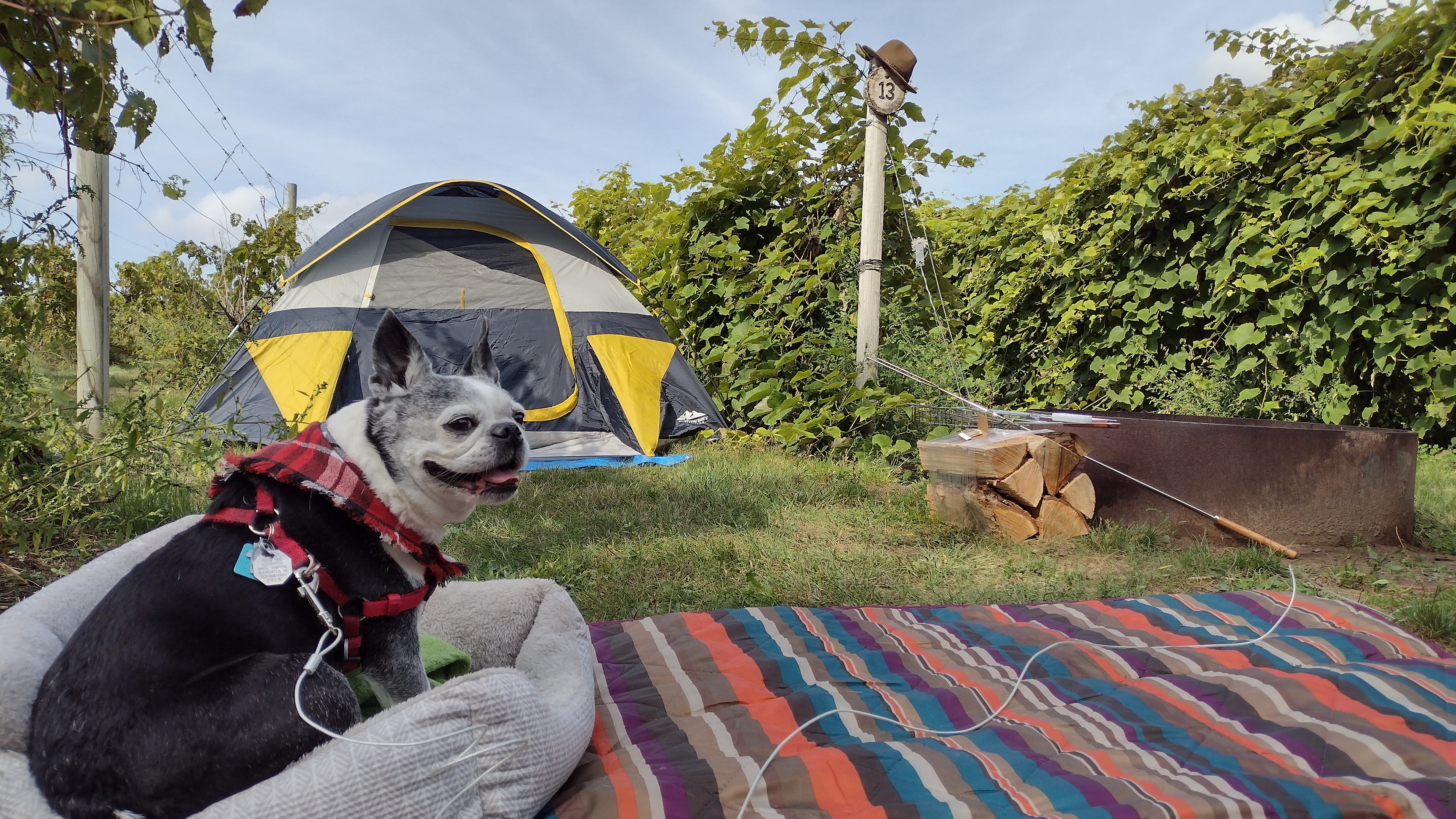 Wild Vines Campground