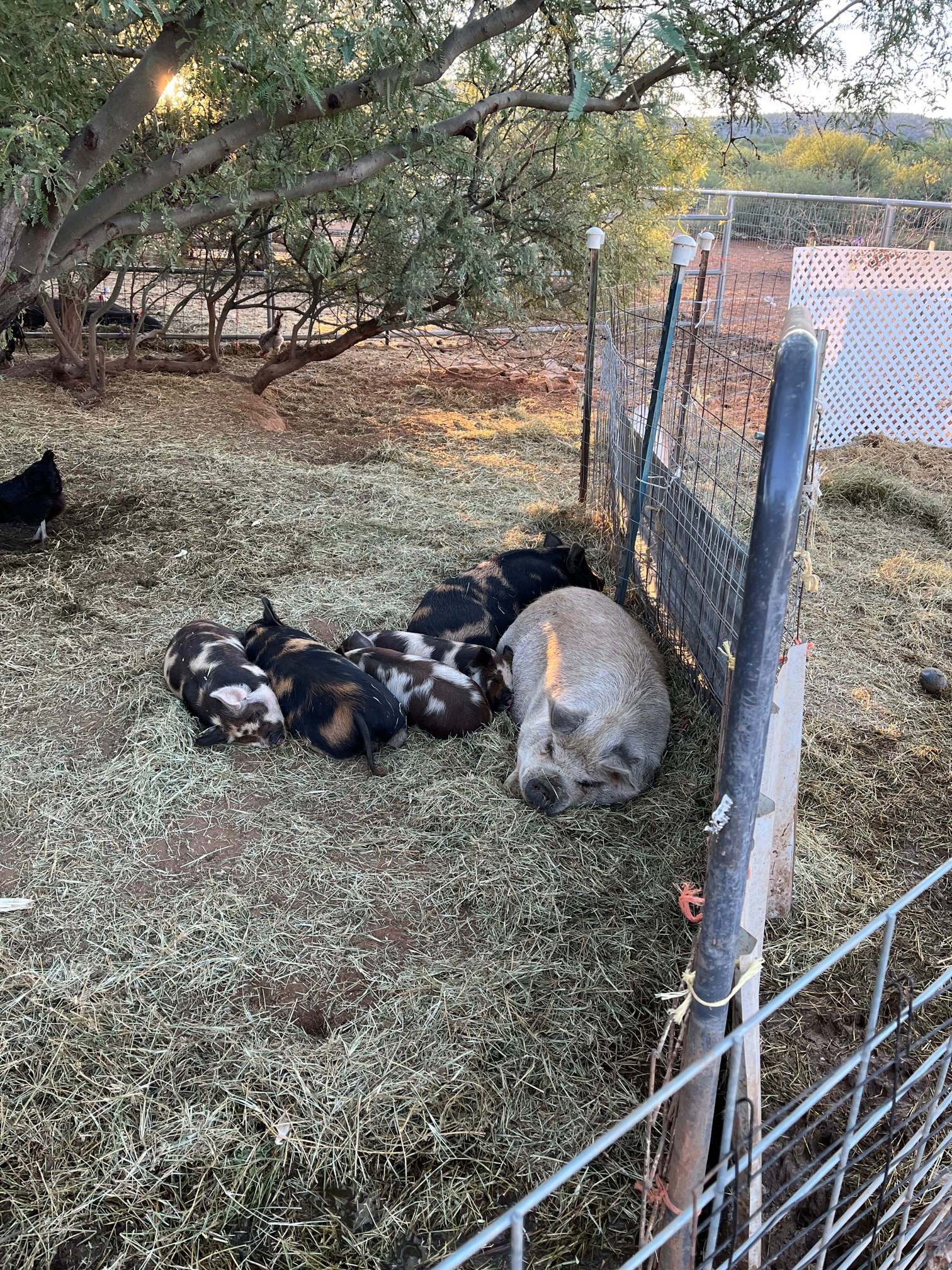 Rural Ranch & Petting Farm