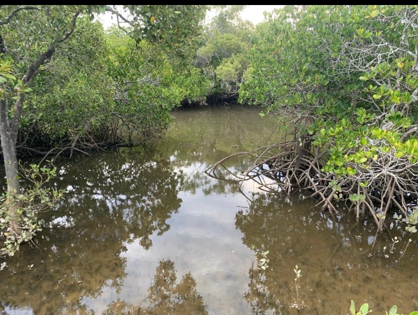 lose up picture of the creek access at high tide. Boating is best when done at high tide.You can get to Fraser Island from here.