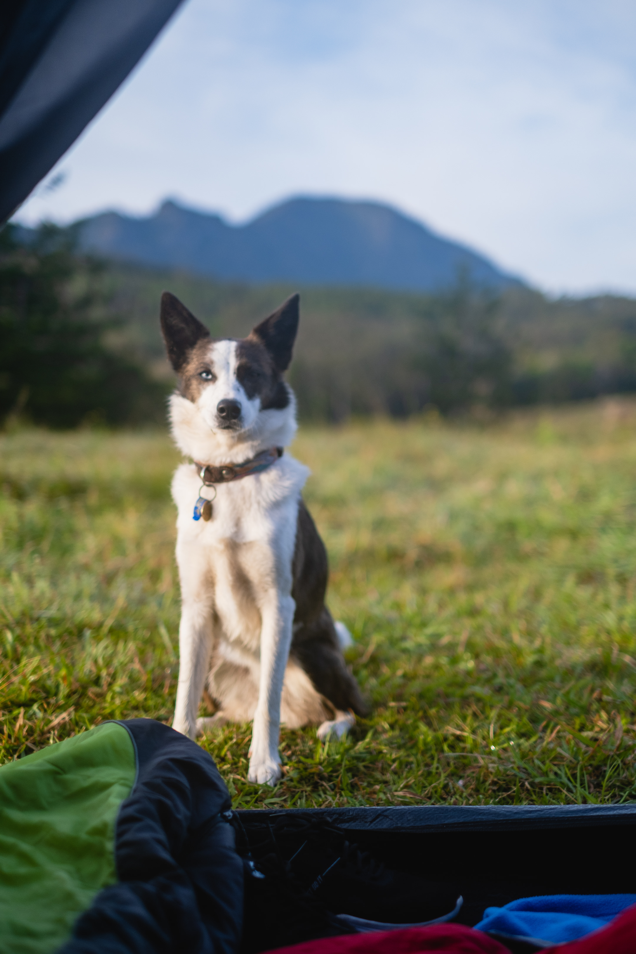 Waking up to misty mountain views, your doggies will love the views as much as you!